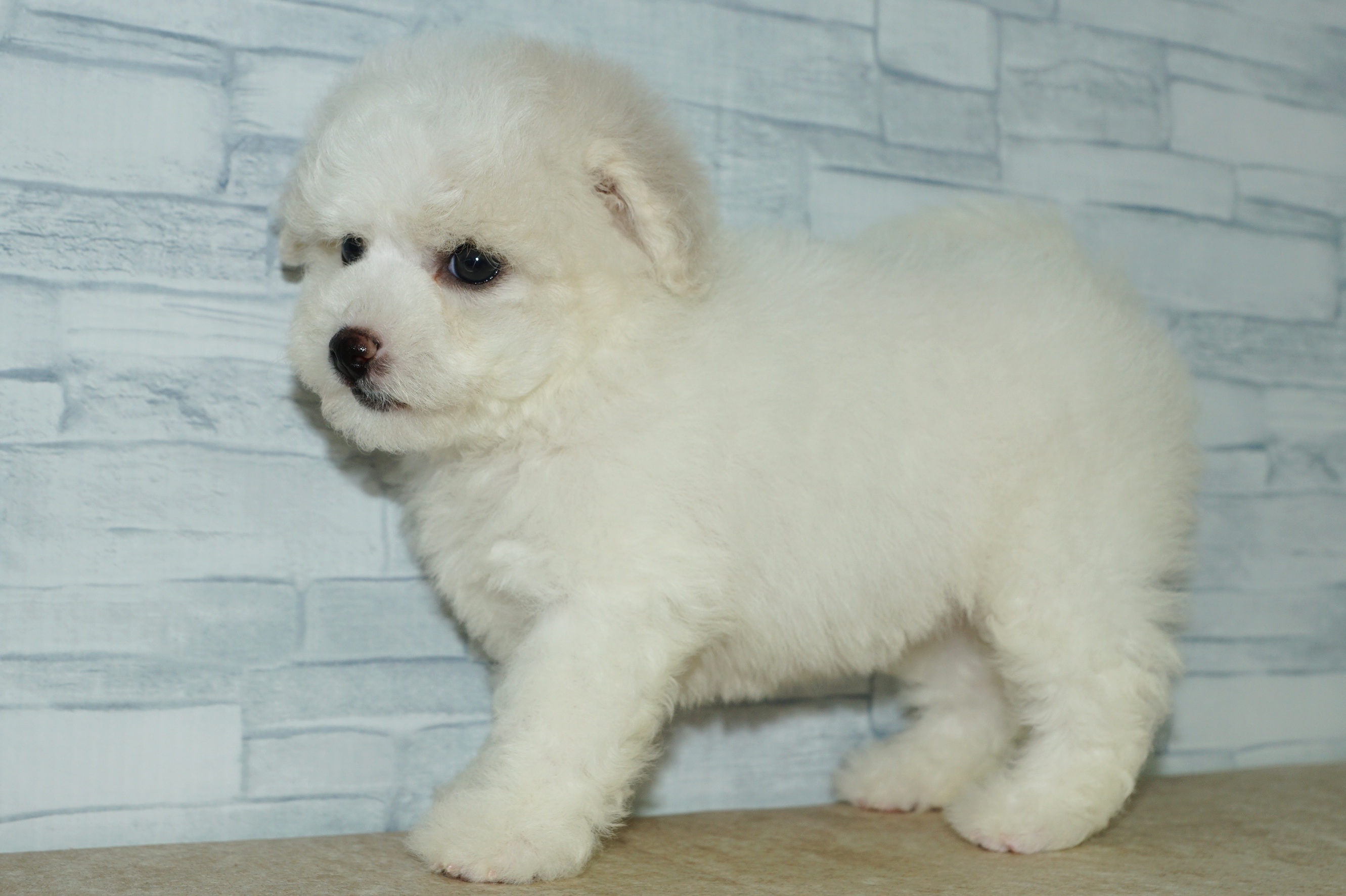 神奈川県のその他の仔犬 (きくちペット湘南平塚店/2025年8月29日生まれ/女の子/ホワイト)の子犬の4枚目の画像