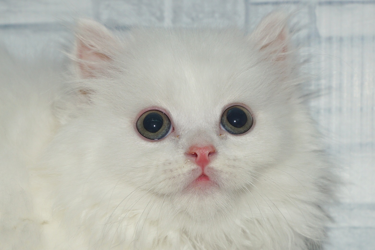 神奈川県のマンチカン (きくちペット湘南平塚店/2025年8月28日生まれ/男の子/ホワイト)の子猫