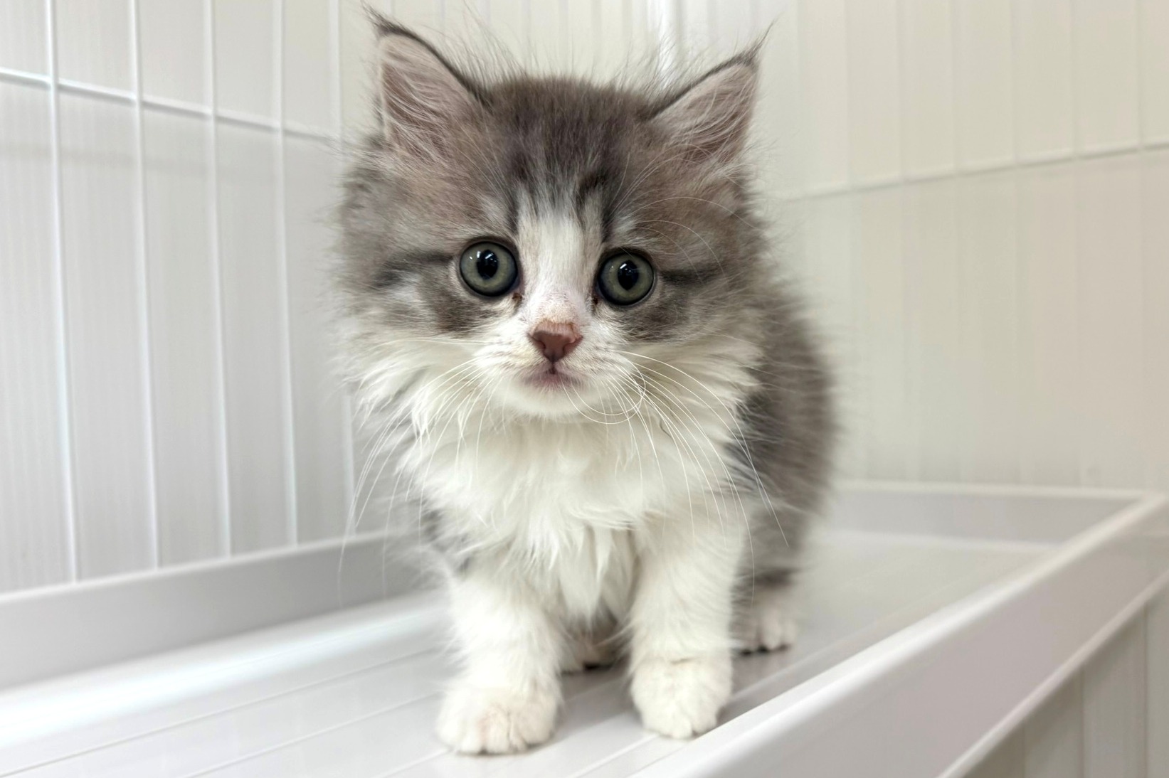 神奈川県のマンチカン (きくちペット南足柄本店/2025年8月28日生まれ/女の子/ブルータビーホワイト)の子猫の1枚目の画像