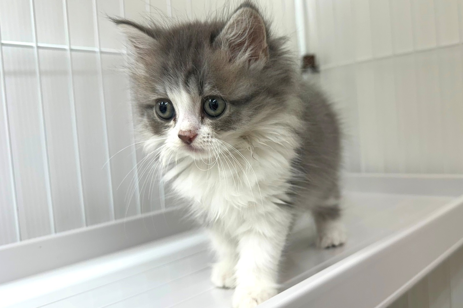 神奈川県のマンチカン (きくちペット南足柄本店/2025年8月28日生まれ/女の子/ブルータビーホワイト)の子猫の4枚目の画像