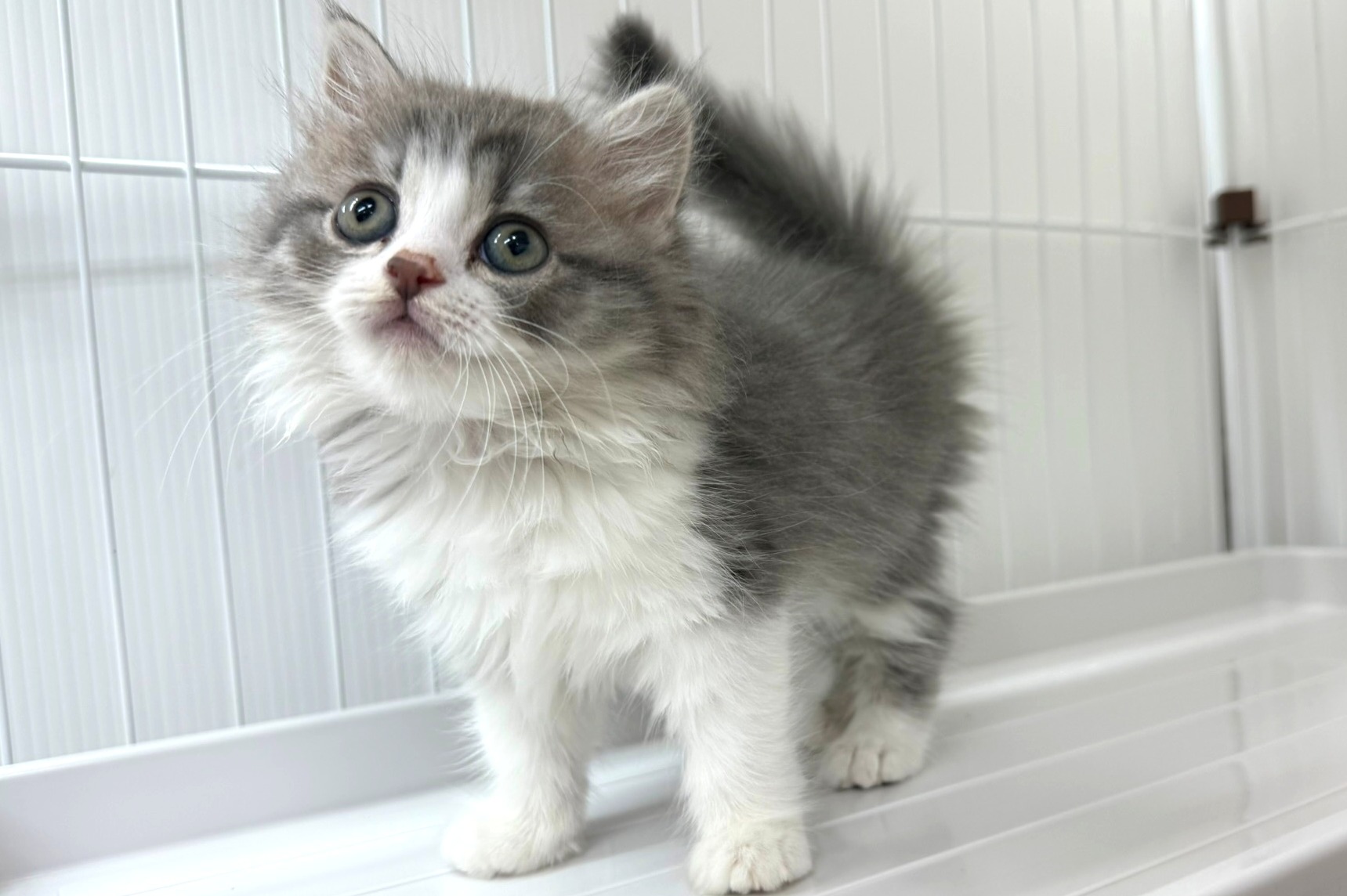 神奈川県のマンチカン (きくちペット南足柄本店/2025年8月28日生まれ/女の子/ブルータビーホワイト)の子猫の3枚目の画像