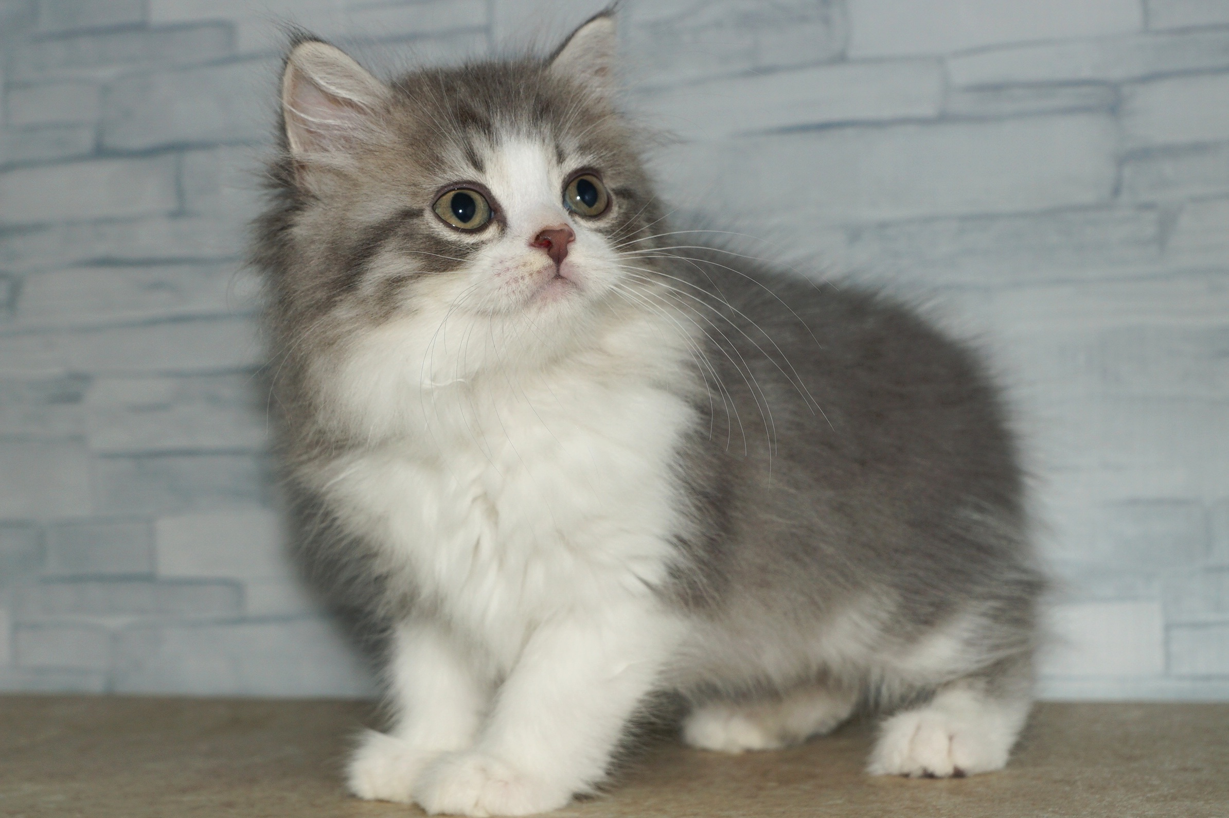 神奈川県のマンチカン (きくちペット湘南平塚店/2025年8月28日生まれ/女の子/ブルータビーホワイト)の子猫の3枚目の画像