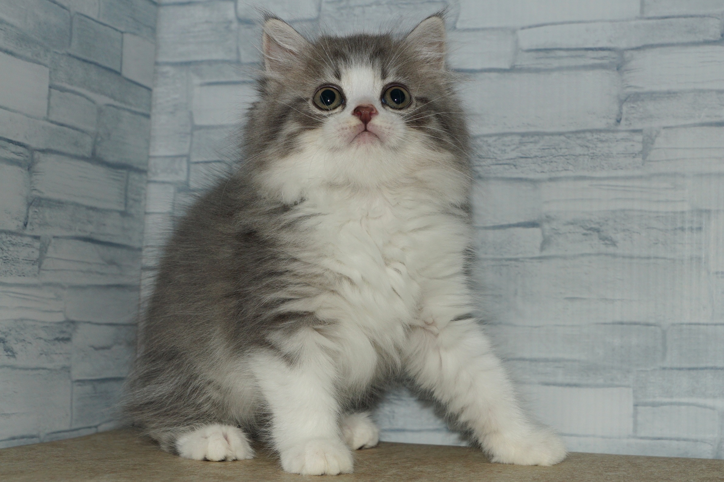 神奈川県のマンチカン (きくちペット湘南平塚店/2025年8月28日生まれ/女の子/ブルータビーホワイト)の子猫の4枚目の画像