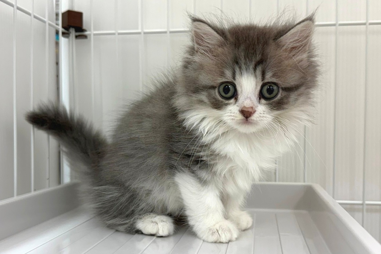 神奈川県のマンチカン (きくちペット南足柄本店/2025年8月28日生まれ/女の子/ブルータビーホワイト)の子猫の2枚目の画像