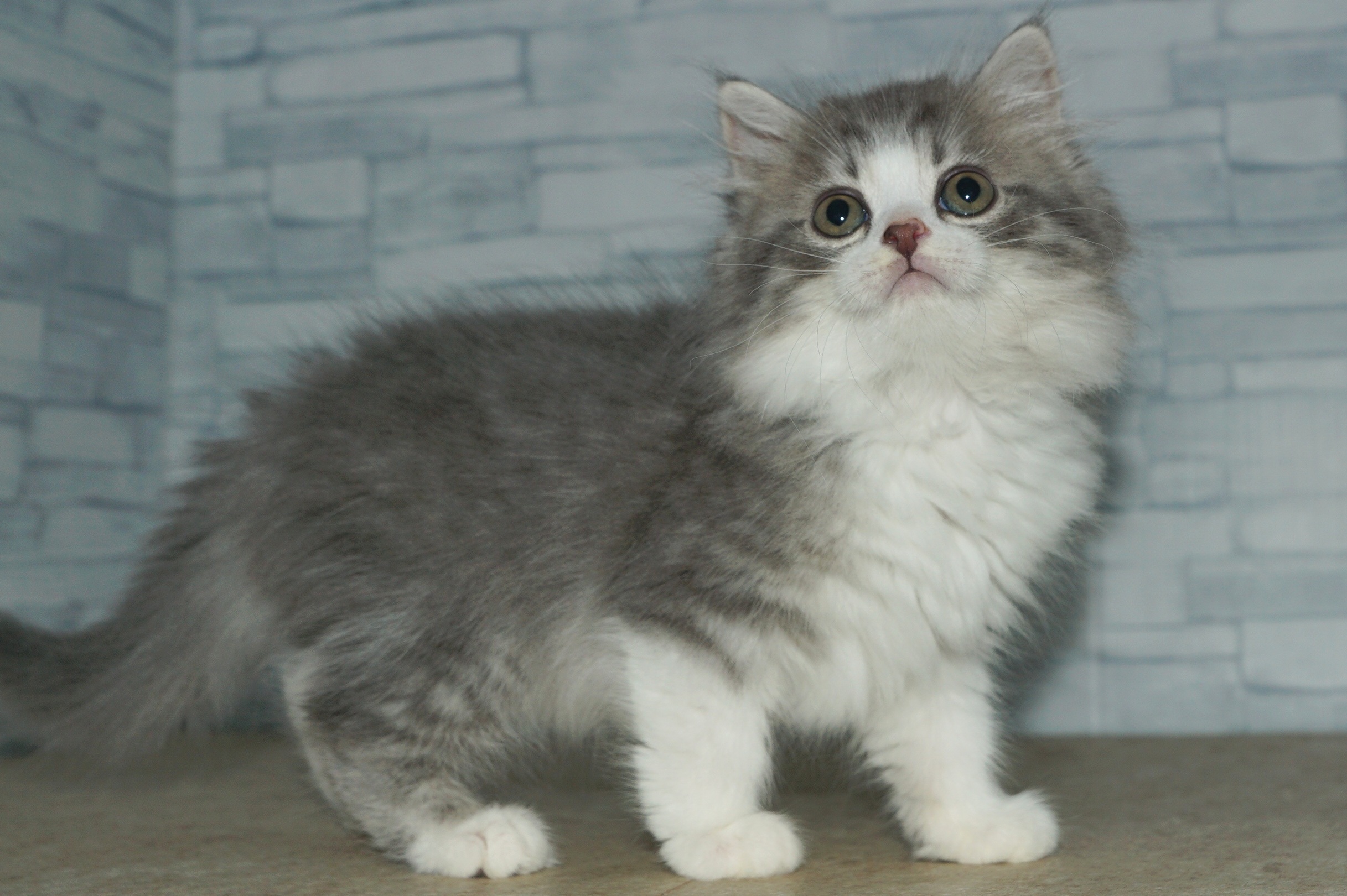 神奈川県のマンチカン (きくちペット湘南平塚店/2025年8月28日生まれ/女の子/ブルータビーホワイト)の子猫の2枚目の画像