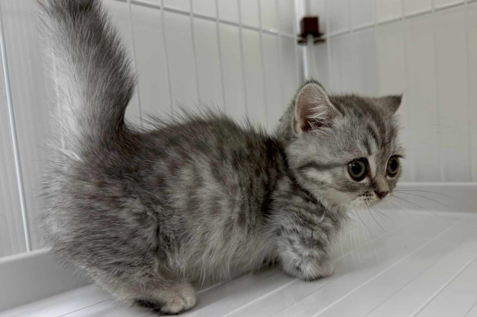 神奈川県のマンチカン (きくちペット南足柄本店/2025年8月28日生まれ/女の子/ブルータビー)の子猫の4枚目の画像