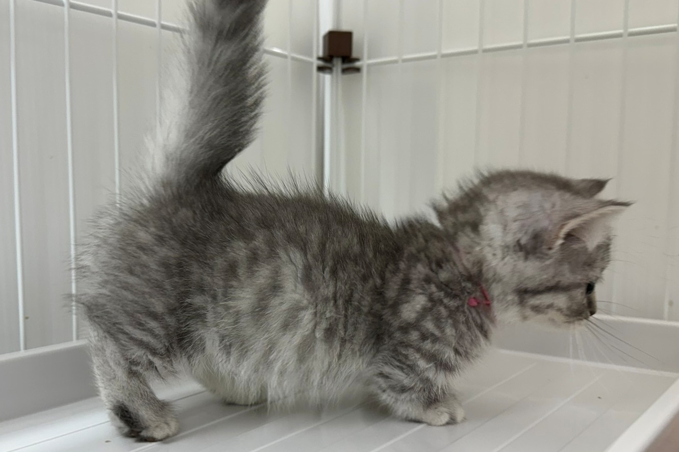 神奈川県のマンチカン (きくちペット南足柄本店/2025年8月28日生まれ/女の子/ブルータビー)の子猫の2枚目の画像