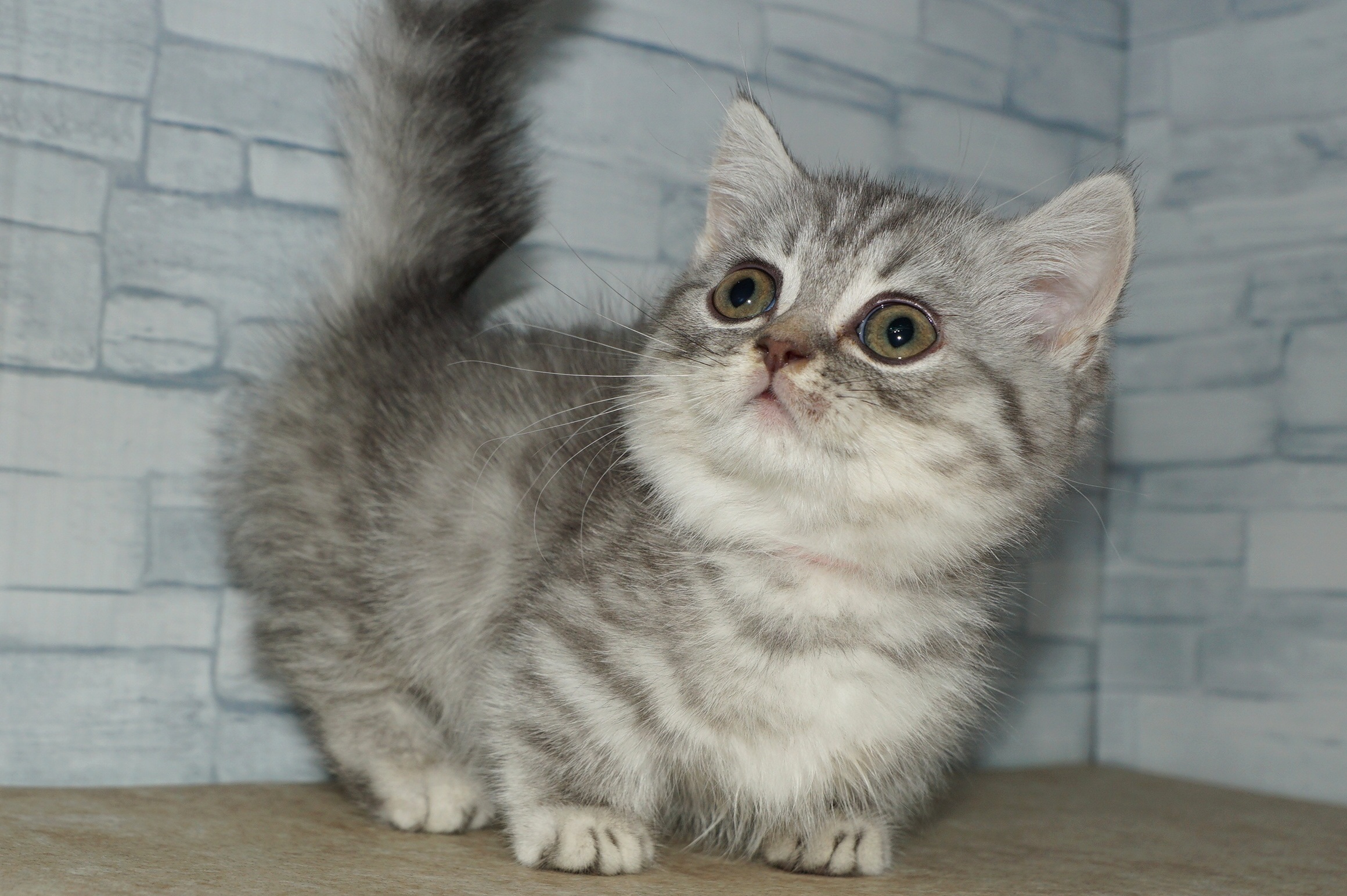 神奈川県のマンチカン (きくちペット湘南平塚店/2025年8月28日生まれ/女の子/ブルータビー)の子猫の4枚目の画像