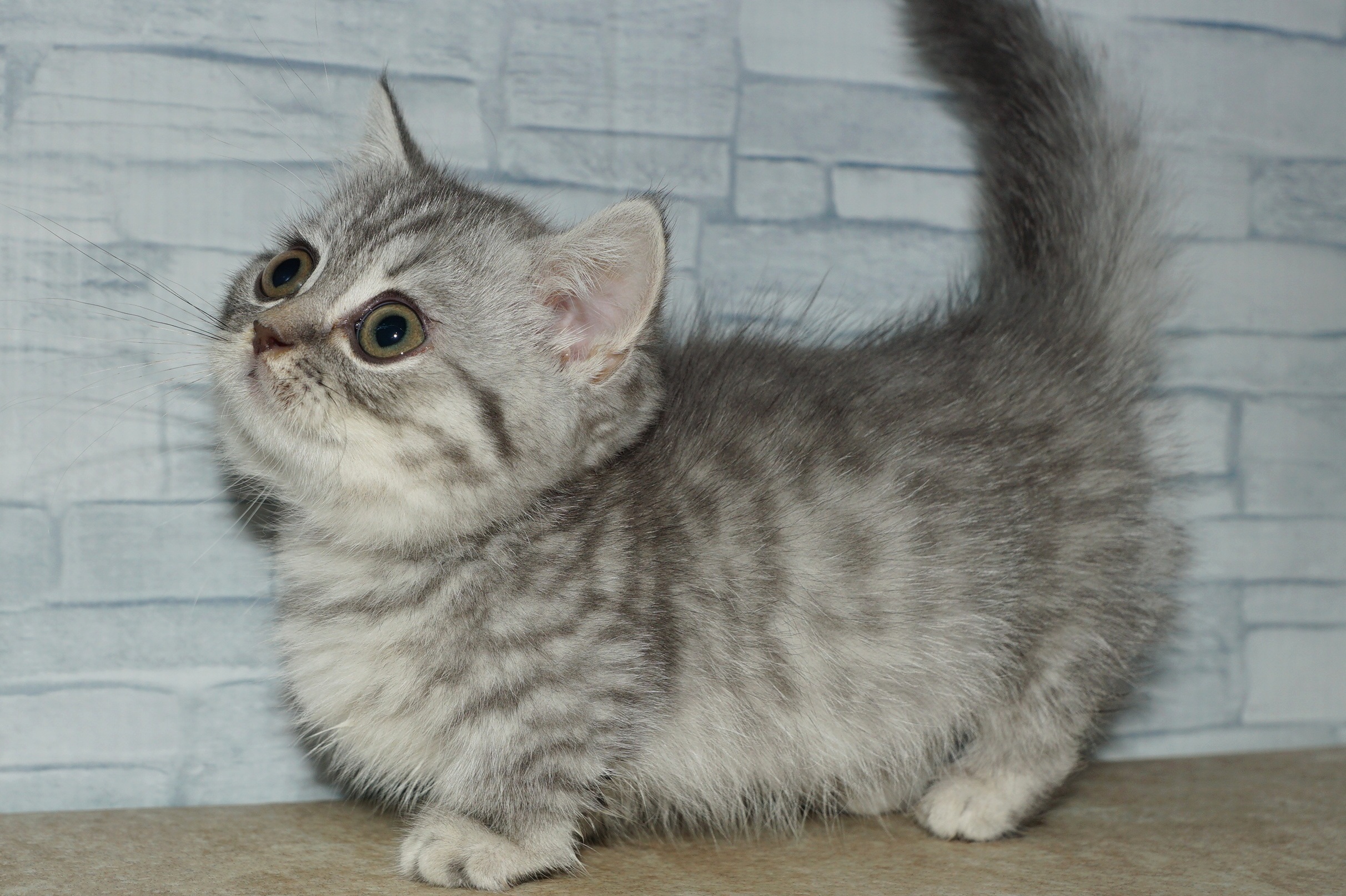 神奈川県のマンチカン (きくちペット湘南平塚店/2025年8月28日生まれ/女の子/ブルータビー)の子猫の2枚目の画像