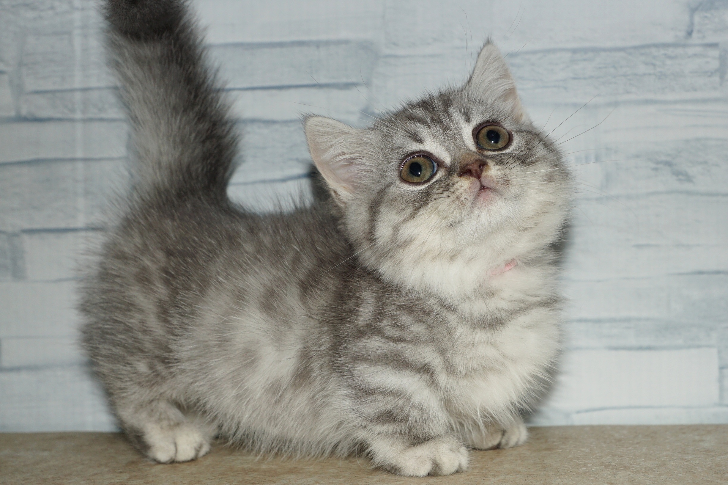 神奈川県のマンチカン (きくちペット湘南平塚店/2025年8月28日生まれ/女の子/ブルータビー)の子猫の3枚目の画像