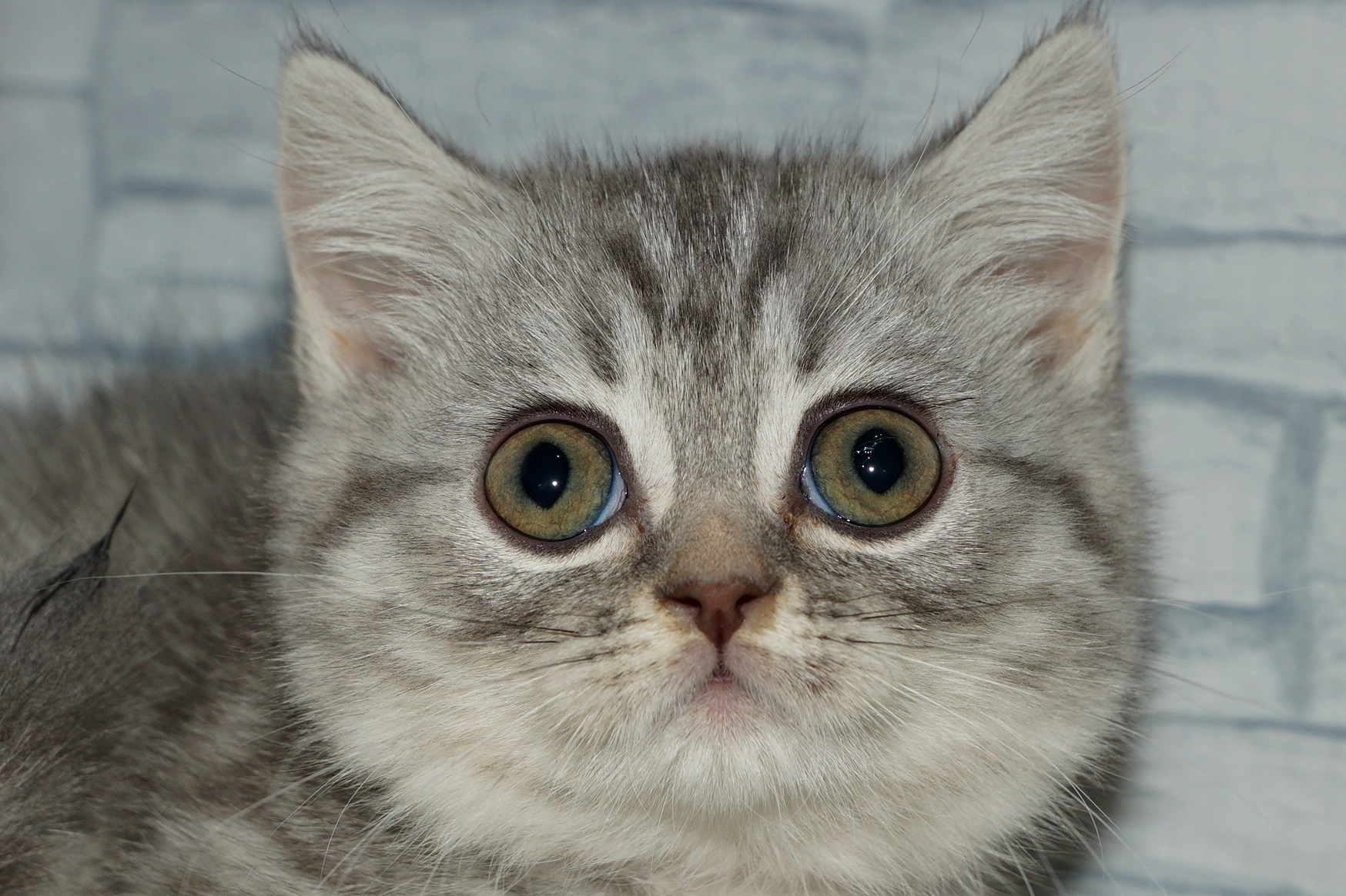 神奈川県のマンチカン (きくちペット湘南平塚店/2025年8月28日生まれ/女の子/ブルータビー)の子猫の1枚目の画像