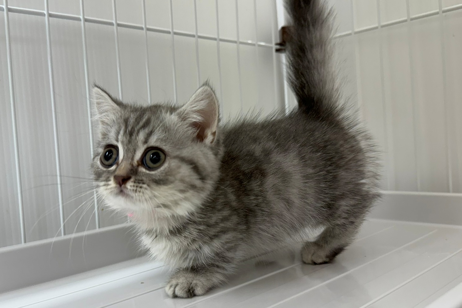 神奈川県のマンチカン (きくちペット南足柄本店/2025年8月28日生まれ/女の子/ブルータビー)の子猫の3枚目の画像