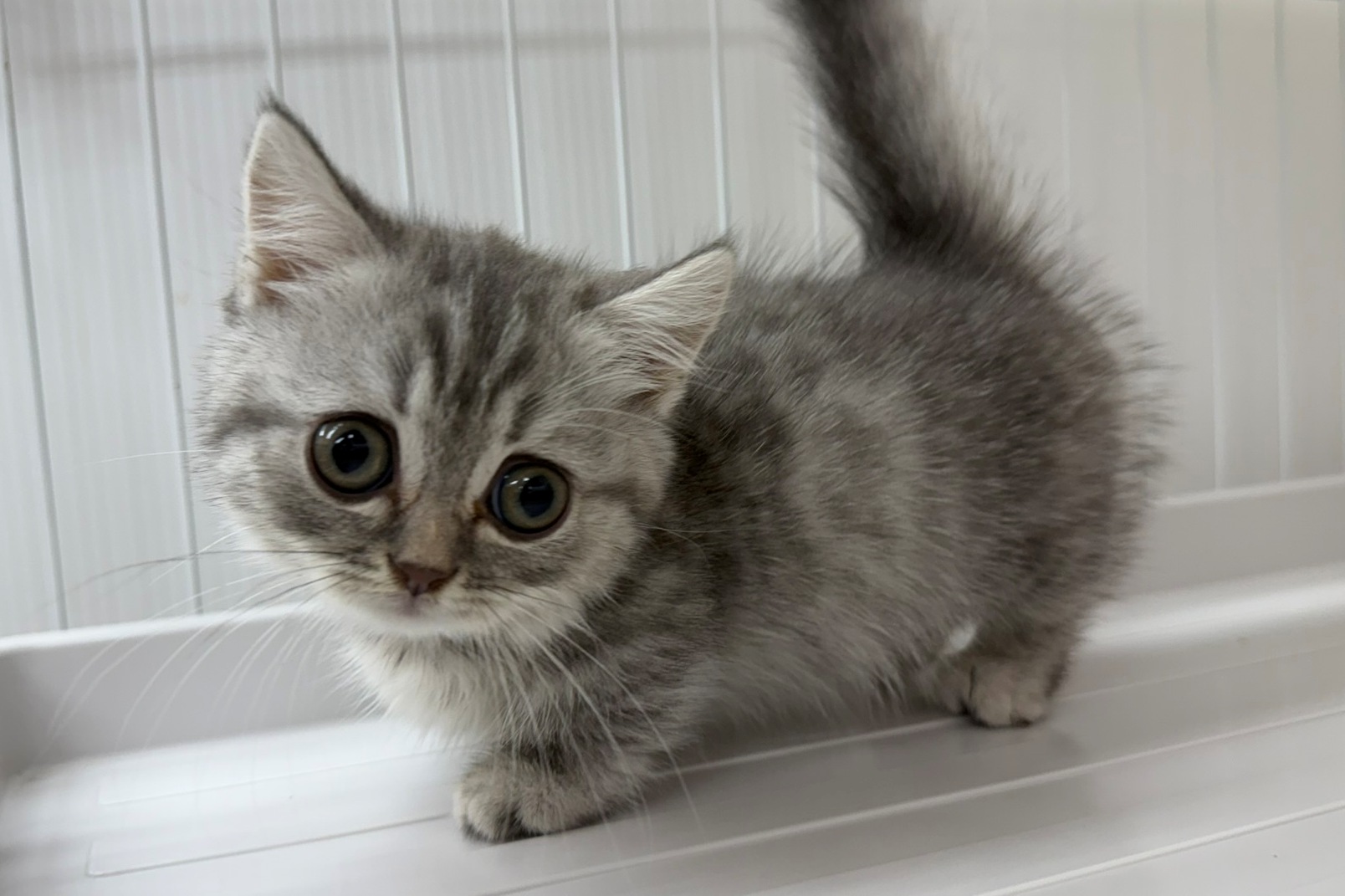 神奈川県のマンチカン (きくちペット南足柄本店/2025年8月28日生まれ/女の子/ブルータビー)の子猫の1枚目の画像