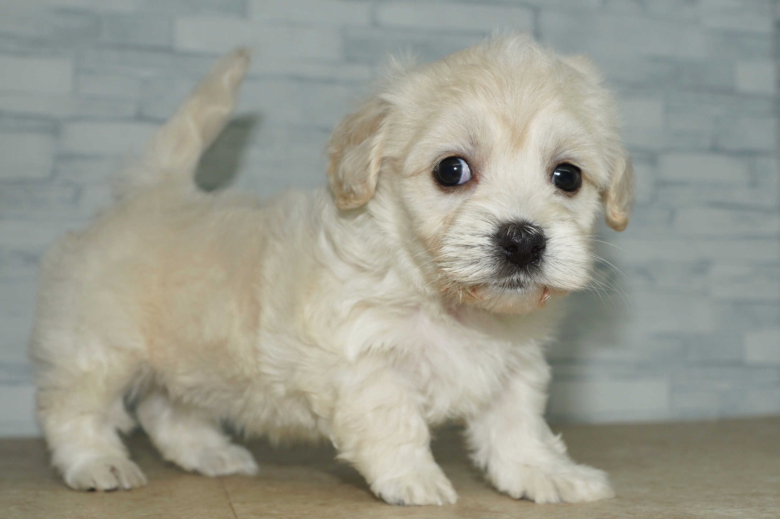 神奈川県のマルックス(マルチーズ×ダックス) (きくちペット湘南平塚店/2025年9月5日生まれ/女の子/ホワイト)の子犬の2枚目の画像