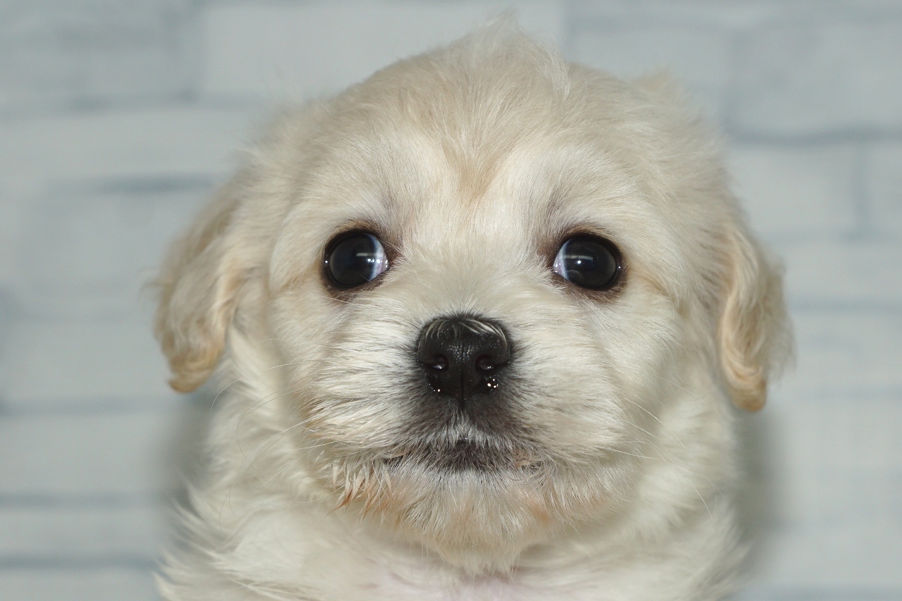 神奈川県のマルックス(マルチーズ×ダックス) (きくちペット湘南平塚店/2025年9月5日生まれ/女の子/ホワイト)の子犬の1枚目の画像