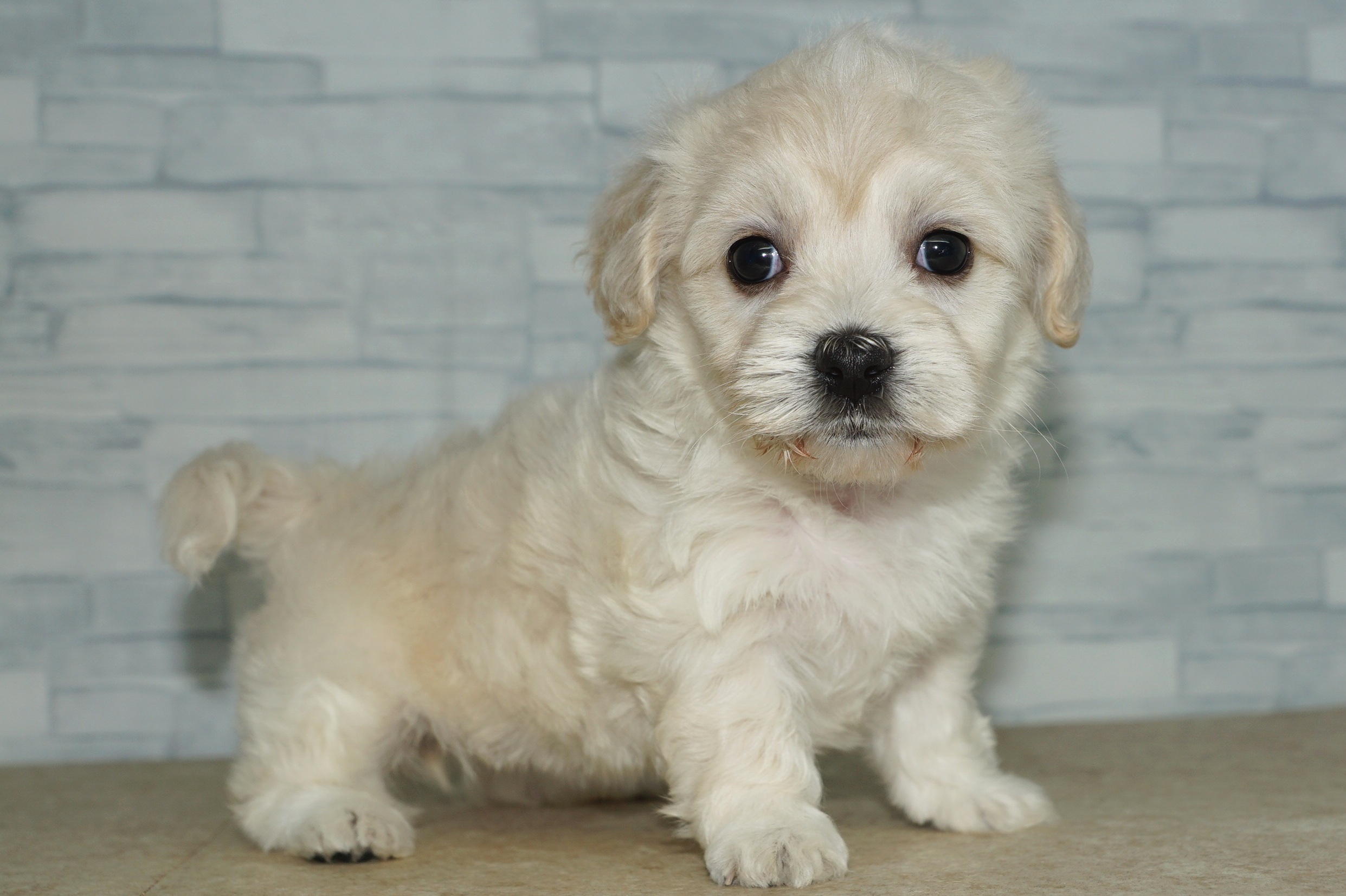 神奈川県のマルックス(マルチーズ×ダックス) (きくちペット湘南平塚店/2025年9月5日生まれ/女の子/ホワイト)の子犬の4枚目の画像