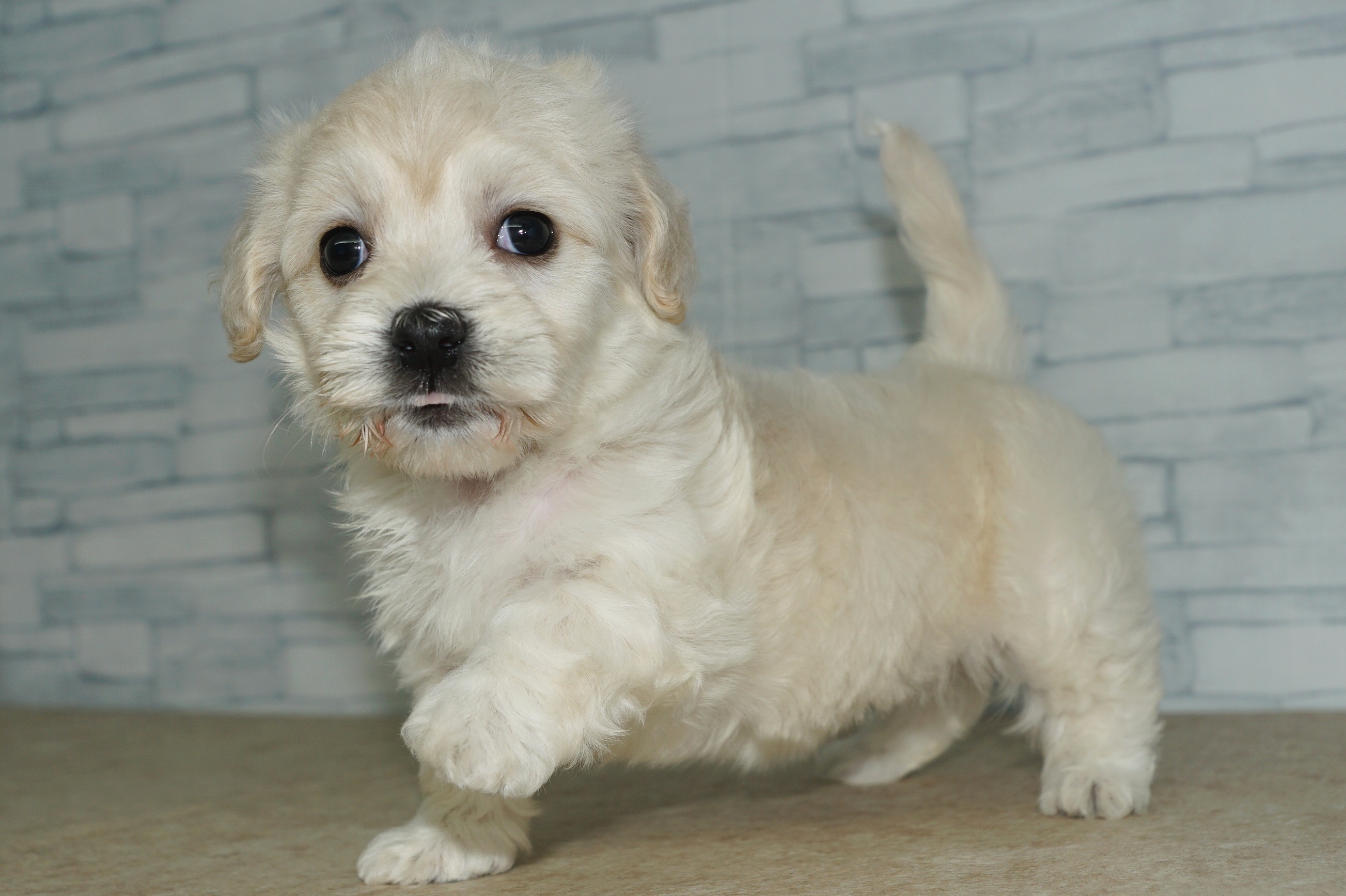 神奈川県のマルックス(マルチーズ×ダックス) (きくちペット湘南平塚店/2025年9月5日生まれ/女の子/ホワイト)の子犬の3枚目の画像