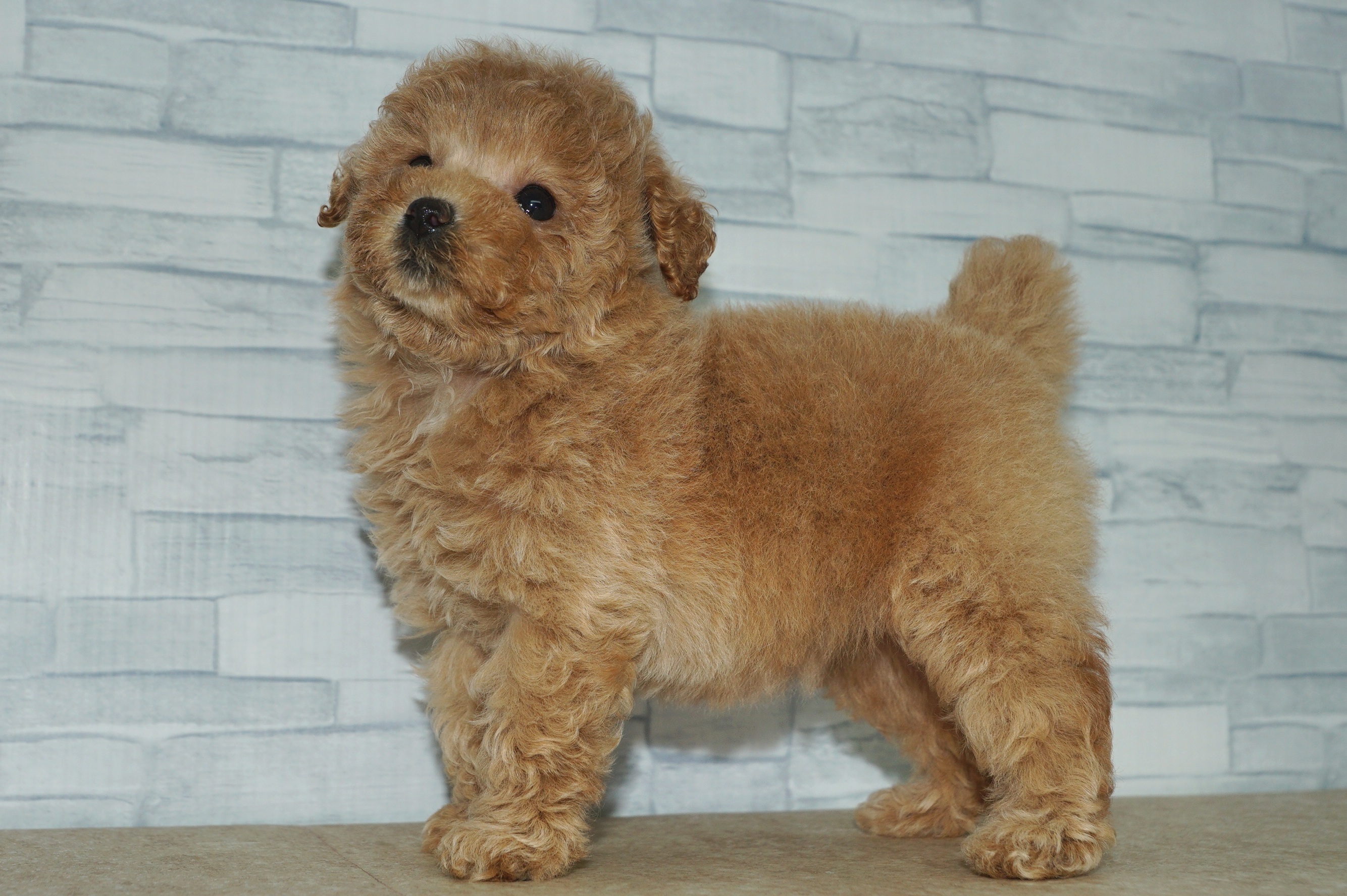 神奈川県のトイプードル(トイ) (きくちペット湘南平塚店/2025年9月5日生まれ/女の子/アプリコット)の子犬の4枚目の画像