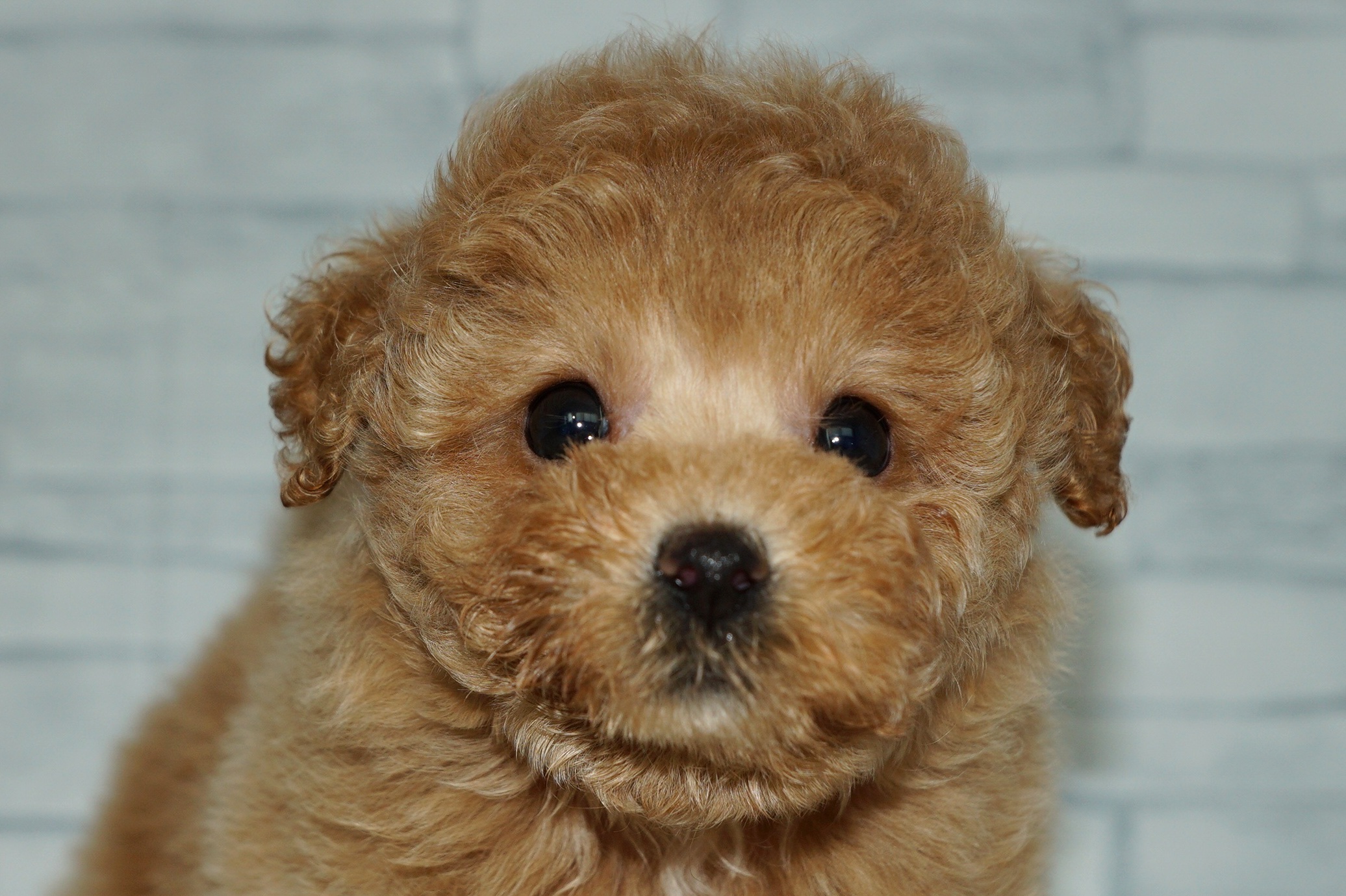 神奈川県のトイプードル(トイ) (きくちペット湘南平塚店/2025年9月5日生まれ/女の子/アプリコット)の子犬の1枚目の画像