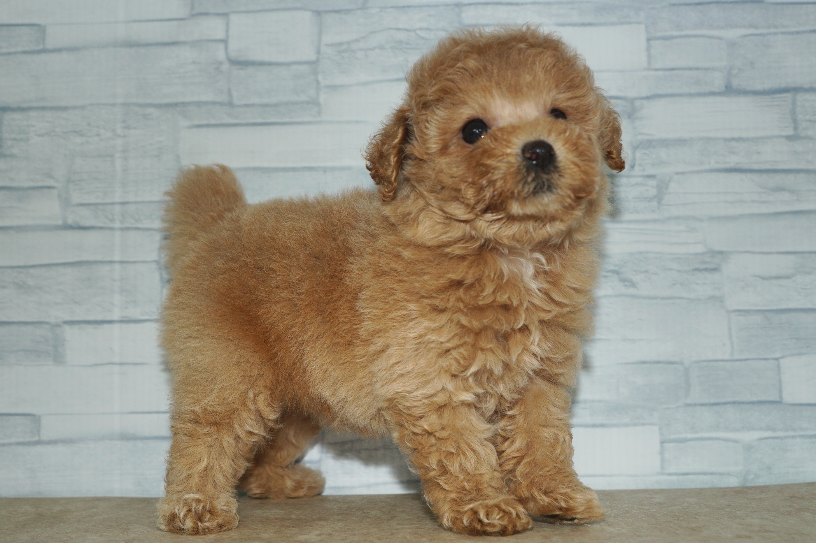 神奈川県のトイプードル(トイ) (きくちペット湘南平塚店/2025年9月5日生まれ/女の子/アプリコット)の子犬の2枚目の画像