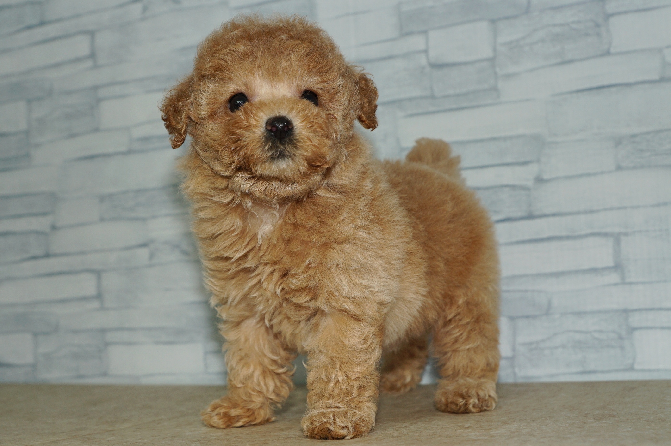 神奈川県のトイプードル(トイ) (きくちペット湘南平塚店/2025年9月5日生まれ/女の子/アプリコット)の子犬の3枚目の画像