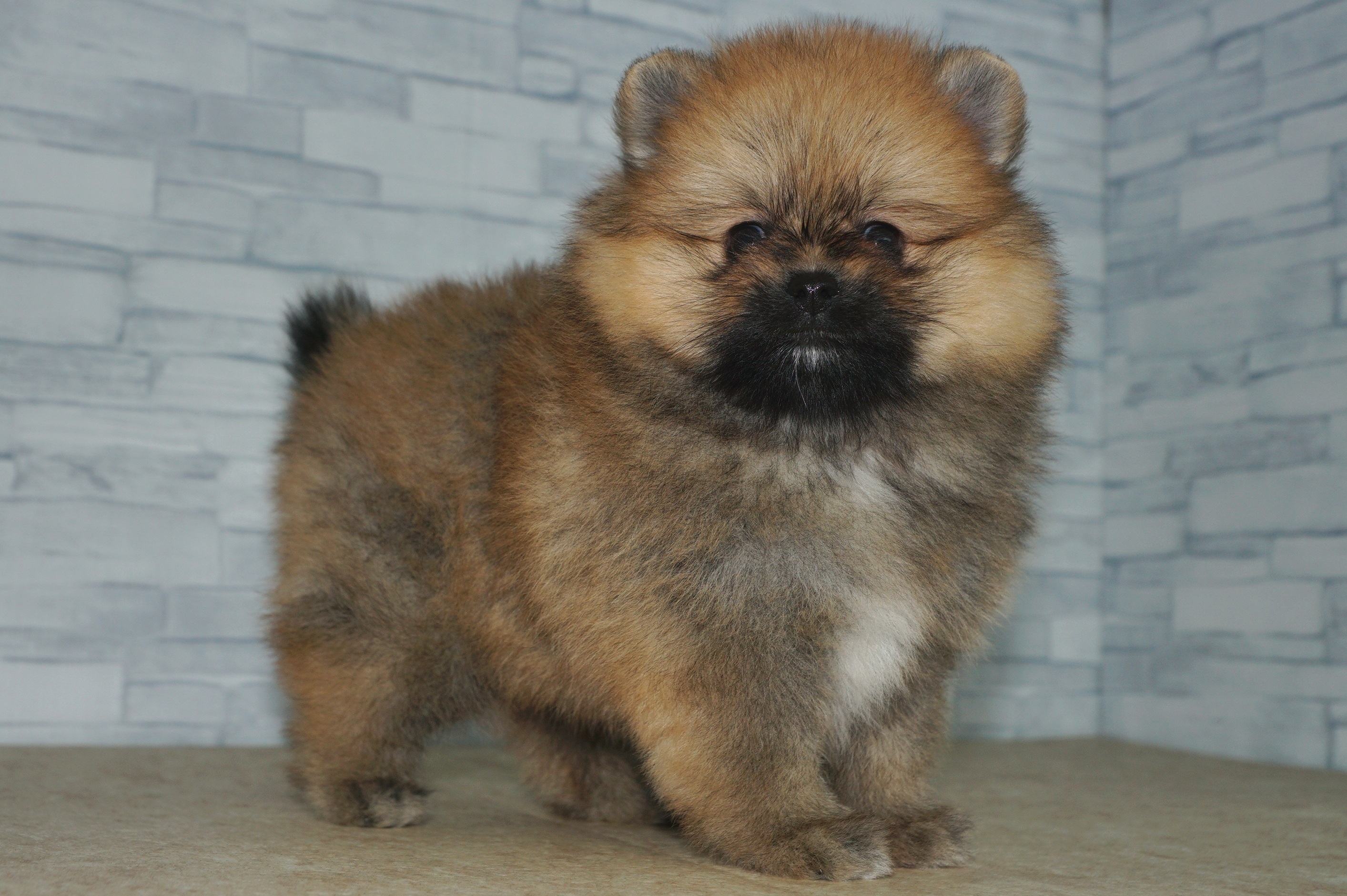 神奈川県のポメラニアン (きくちペット湘南平塚店/2025年9月6日生まれ/女の子/オレンジ)の子犬の2枚目の画像