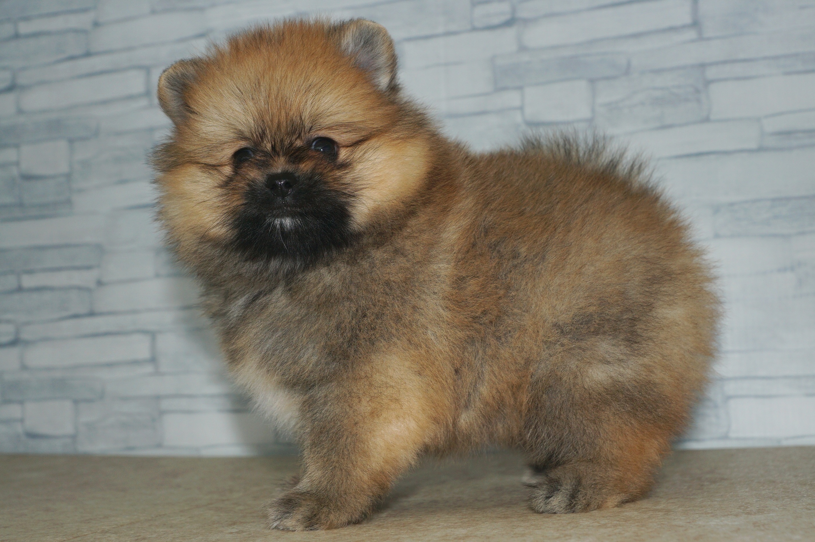 神奈川県のポメラニアン (きくちペット湘南平塚店/2025年9月6日生まれ/女の子/オレンジ)の子犬の3枚目の画像