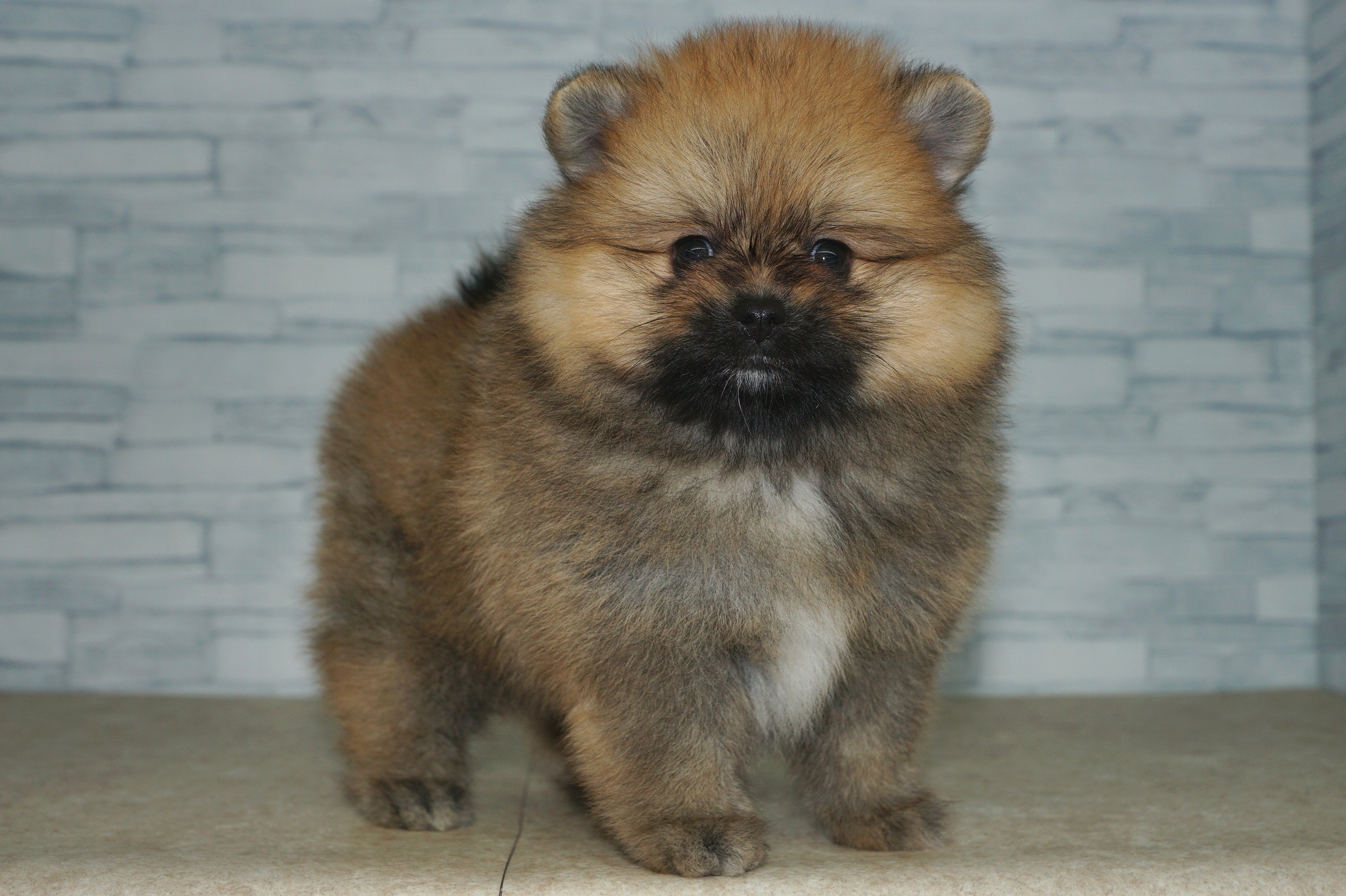 神奈川県のポメラニアン (きくちペット湘南平塚店/2025年9月6日生まれ/女の子/オレンジ)の子犬の4枚目の画像