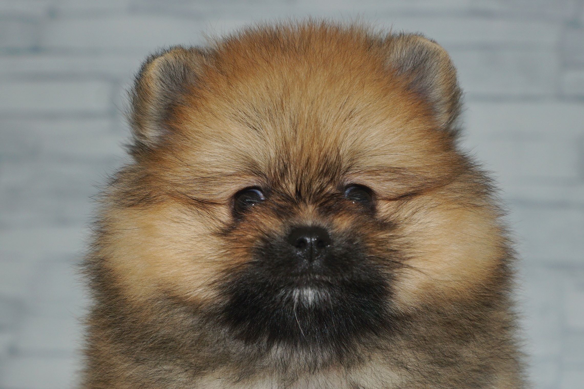 神奈川県のポメラニアン (きくちペット湘南平塚店/2025年9月6日生まれ/女の子/オレンジ)の子犬の1枚目の画像