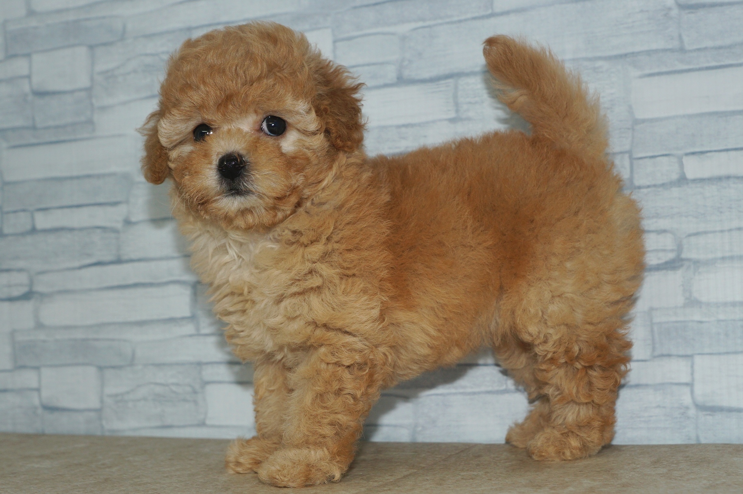 神奈川県のマルプー(マルチーズ×プードル) (きくちペット湘南平塚店/2025年9月7日生まれ/女の子/アプリコット)の子犬の3枚目の画像