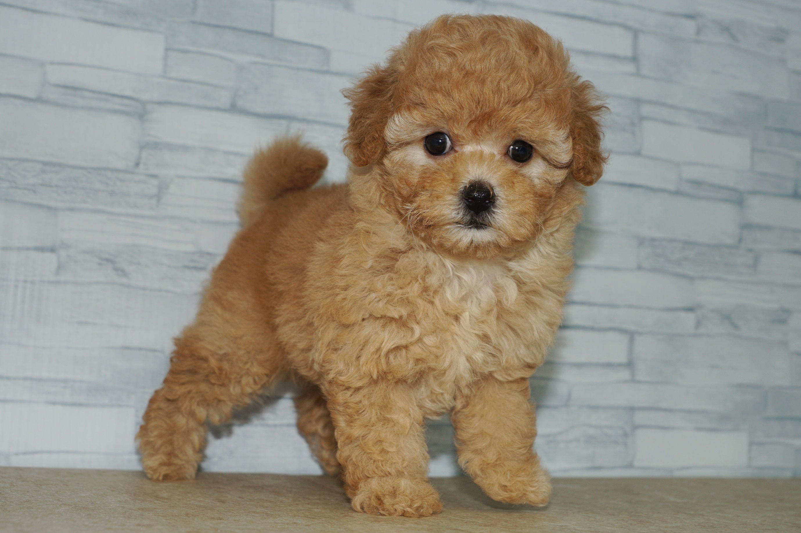 神奈川県のマルプー(マルチーズ×プードル) (きくちペット湘南平塚店/2025年9月7日生まれ/女の子/アプリコット)の子犬の4枚目の画像