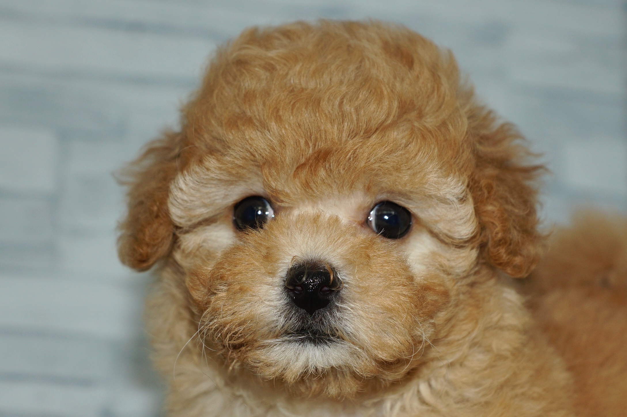 神奈川県のマルプー(マルチーズ×プードル) (きくちペット湘南平塚店/2025年9月7日生まれ/女の子/アプリコット)の子犬の1枚目の画像