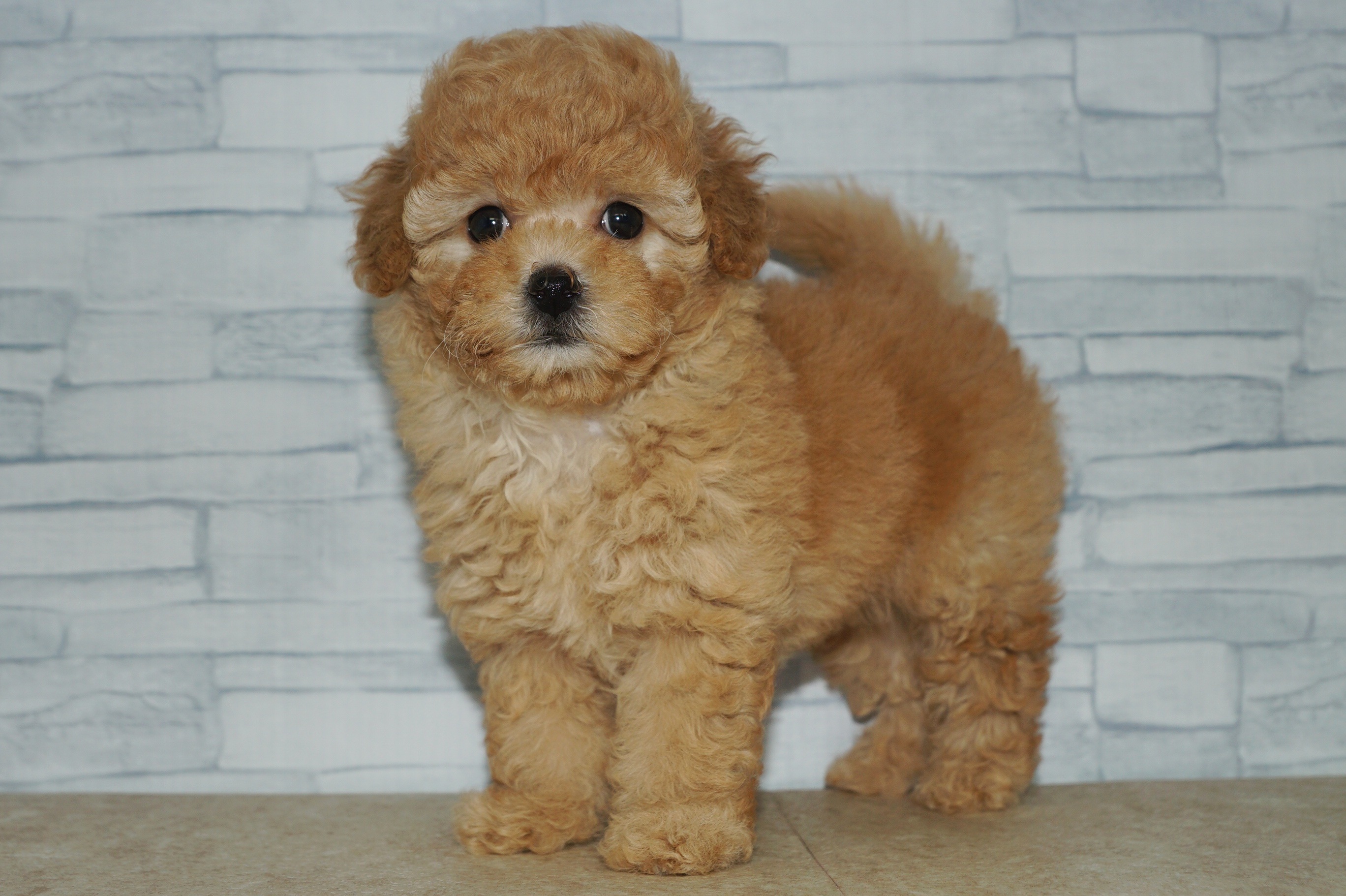 神奈川県のマルプー(マルチーズ×プードル) (きくちペット湘南平塚店/2025年9月7日生まれ/女の子/アプリコット)の子犬の2枚目の画像