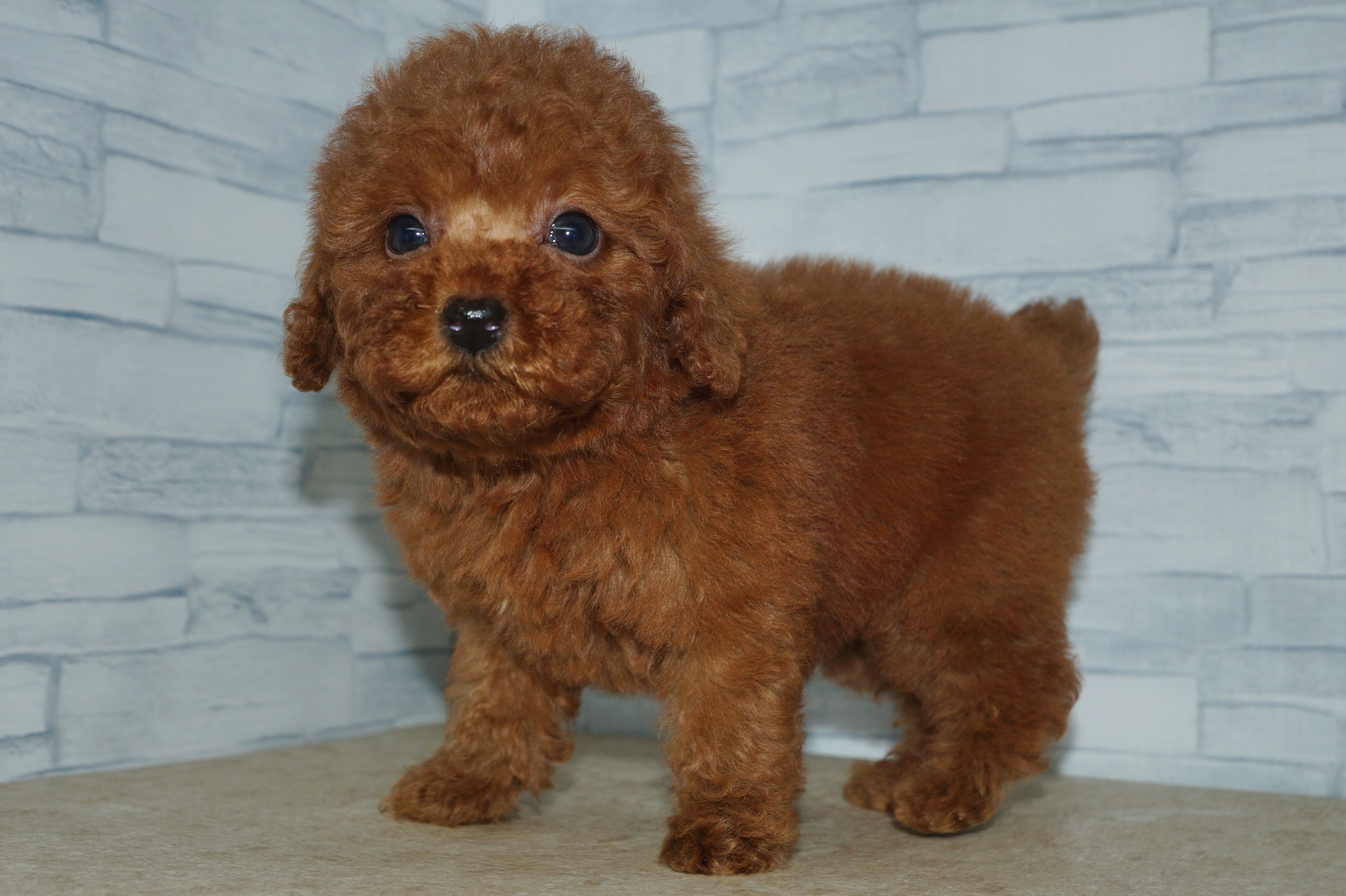 神奈川県のトイプードル(トイ) (きくちペット湘南平塚店/2025年8月29日生まれ/男の子/レッド)の子犬の3枚目の画像