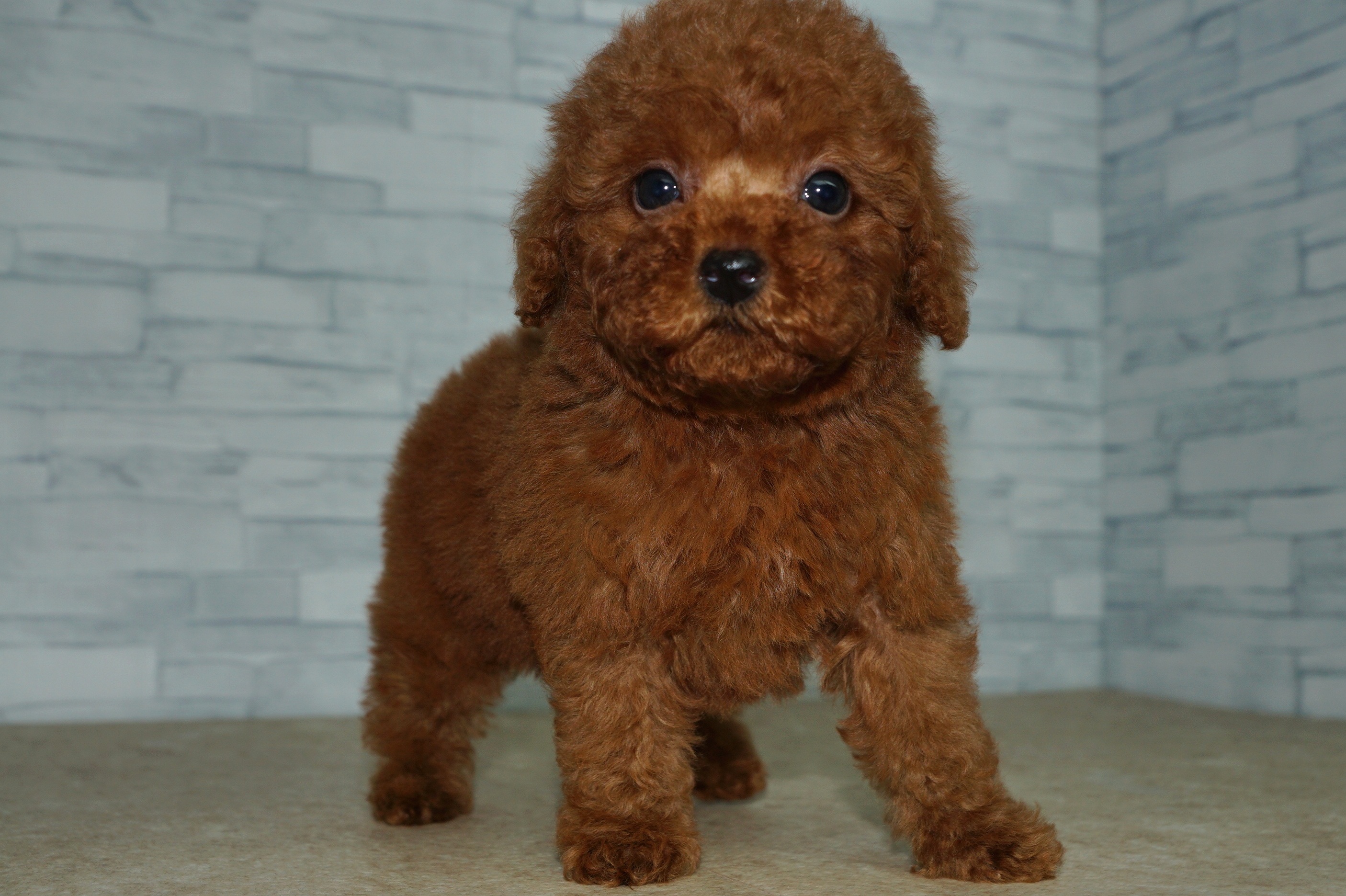 神奈川県のトイプードル(トイ) (きくちペット湘南平塚店/2025年8月29日生まれ/男の子/レッド)の子犬の4枚目の画像