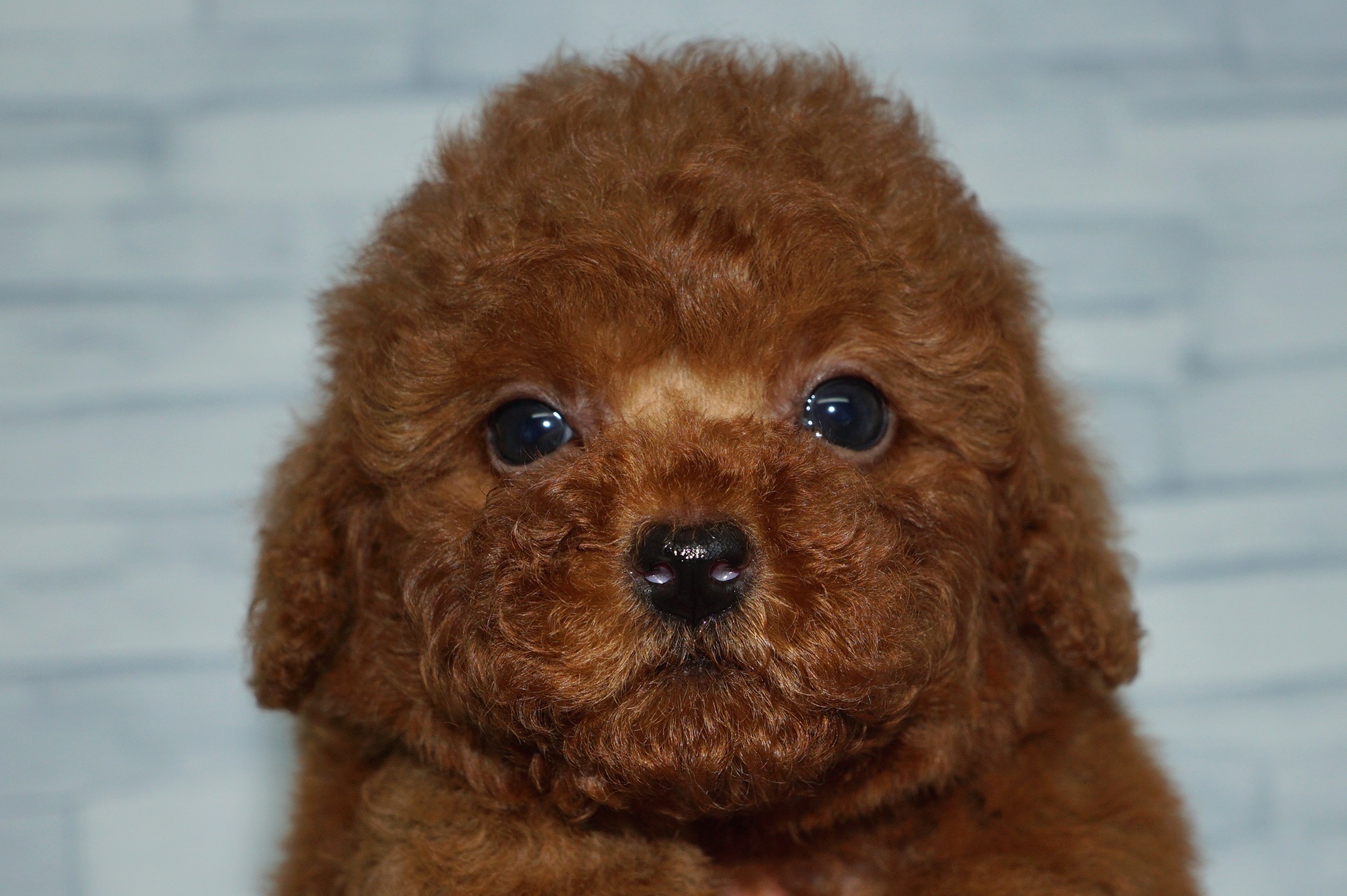 神奈川県のトイプードル(トイ) (きくちペット湘南平塚店/2025年8月29日生まれ/男の子/レッド)の子犬の1枚目の画像