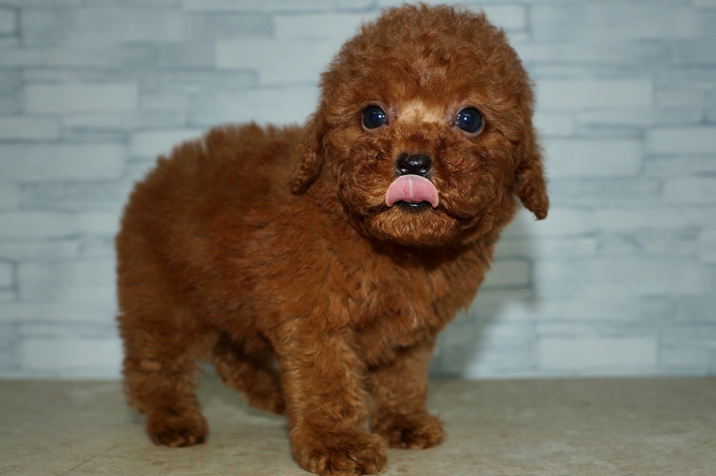 神奈川県のトイプードル(トイ) (きくちペット湘南平塚店/2025年8月29日生まれ/男の子/レッド)の子犬の2枚目の画像