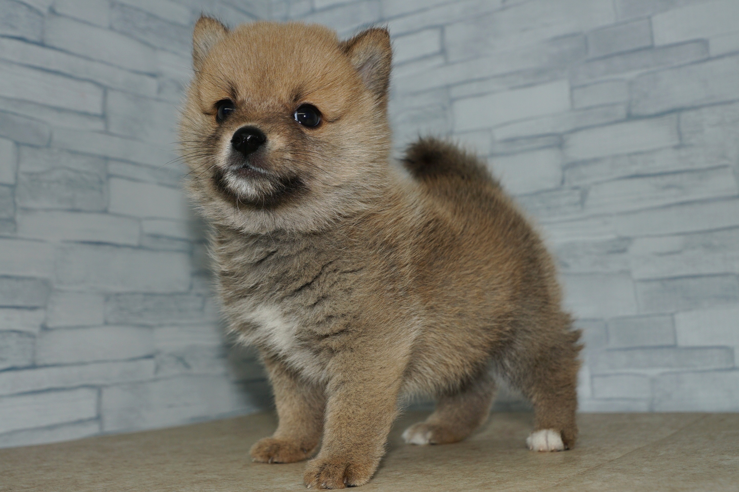 神奈川県のポメ柴/豆ポメ/ポメ豆柴(ポメラニアン×柴犬) (きくちペット湘南平塚店/2025年9月13日生まれ/女の子/赤)の子犬の4枚目の画像