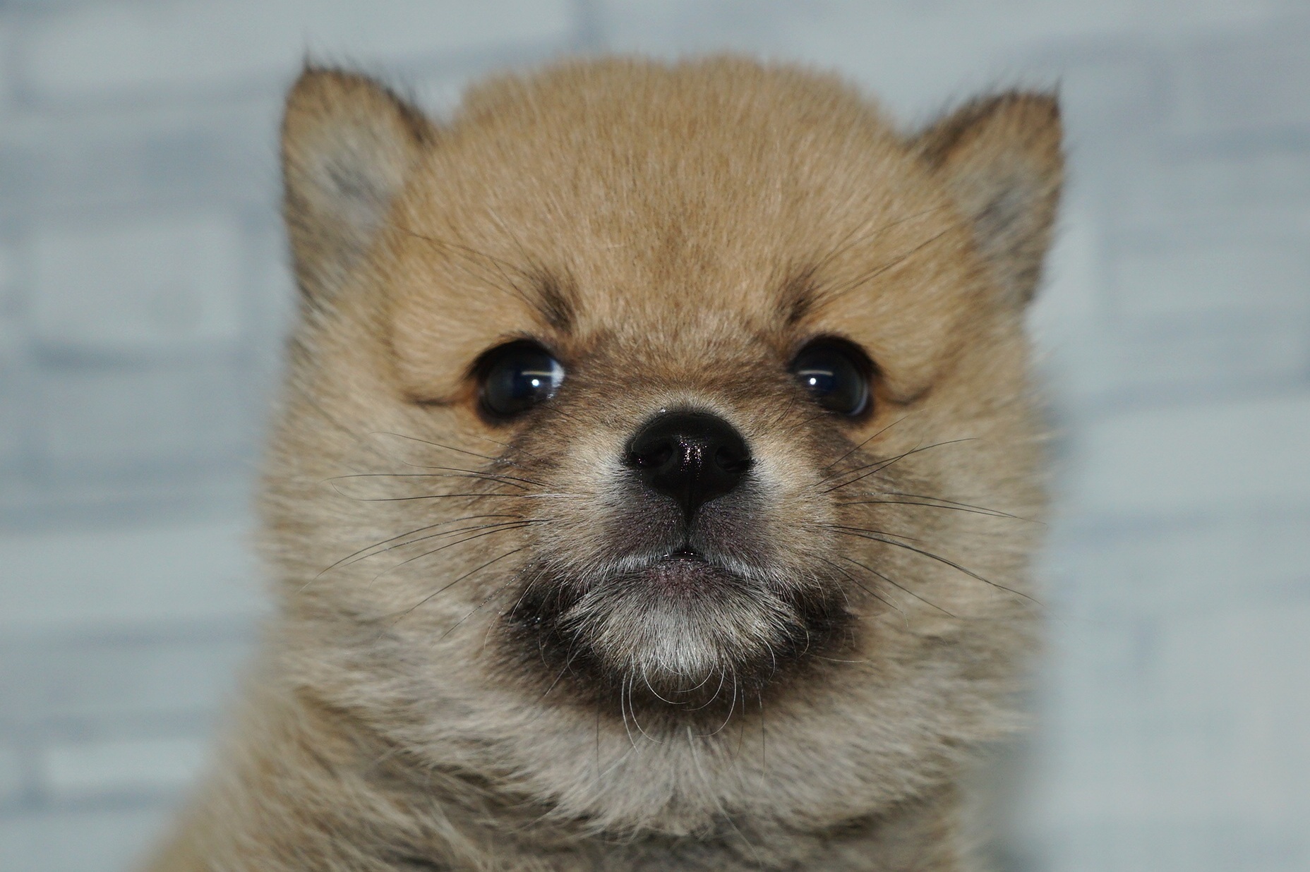 神奈川県のポメ柴/豆ポメ/ポメ豆柴(ポメラニアン×柴犬) (きくちペット湘南平塚店/2025年9月13日生まれ/女の子/赤)の子犬の1枚目の画像