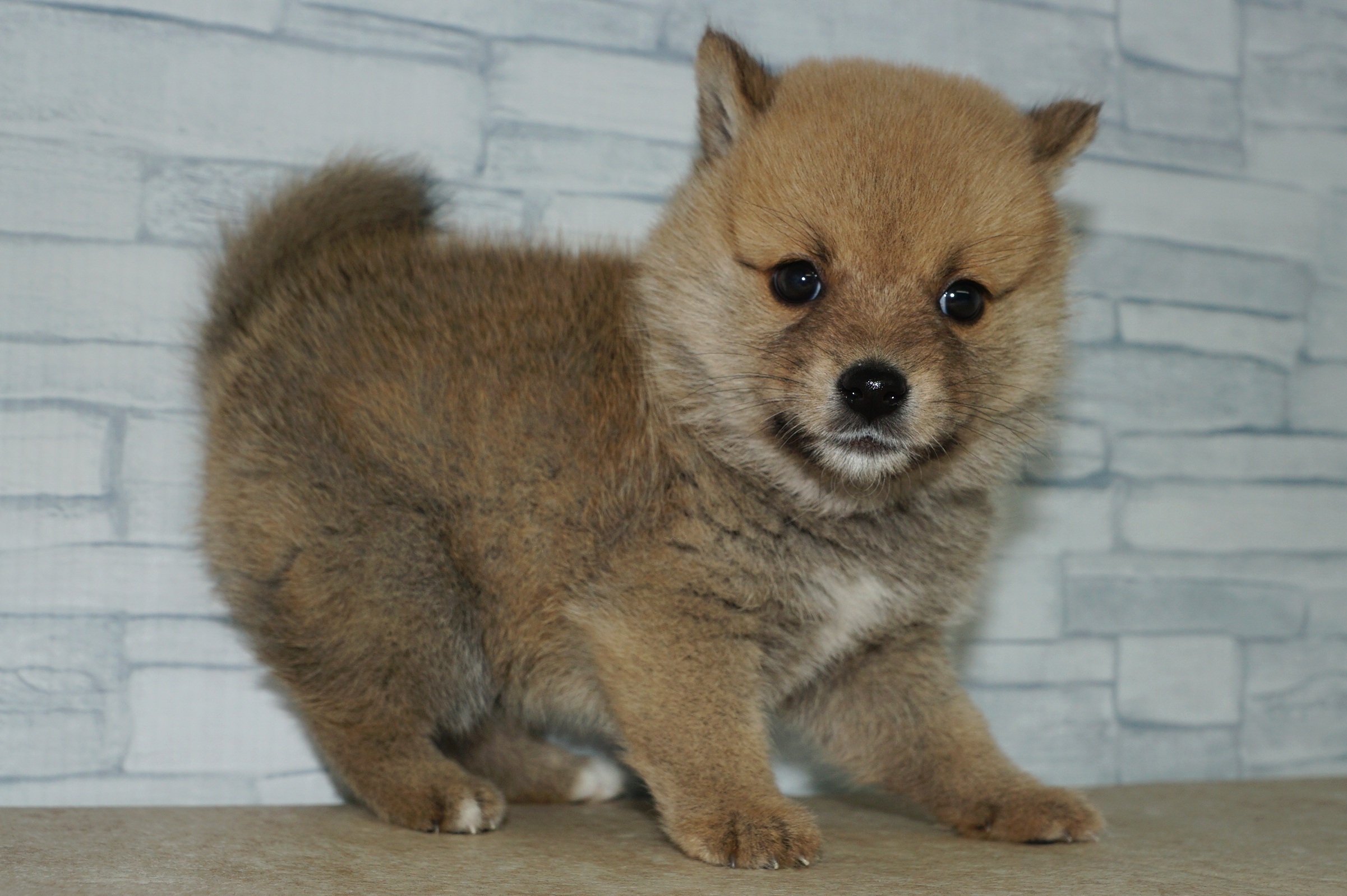 神奈川県のポメ柴/豆ポメ/ポメ豆柴(ポメラニアン×柴犬) (きくちペット湘南平塚店/2025年9月13日生まれ/女の子/赤)の子犬の3枚目の画像