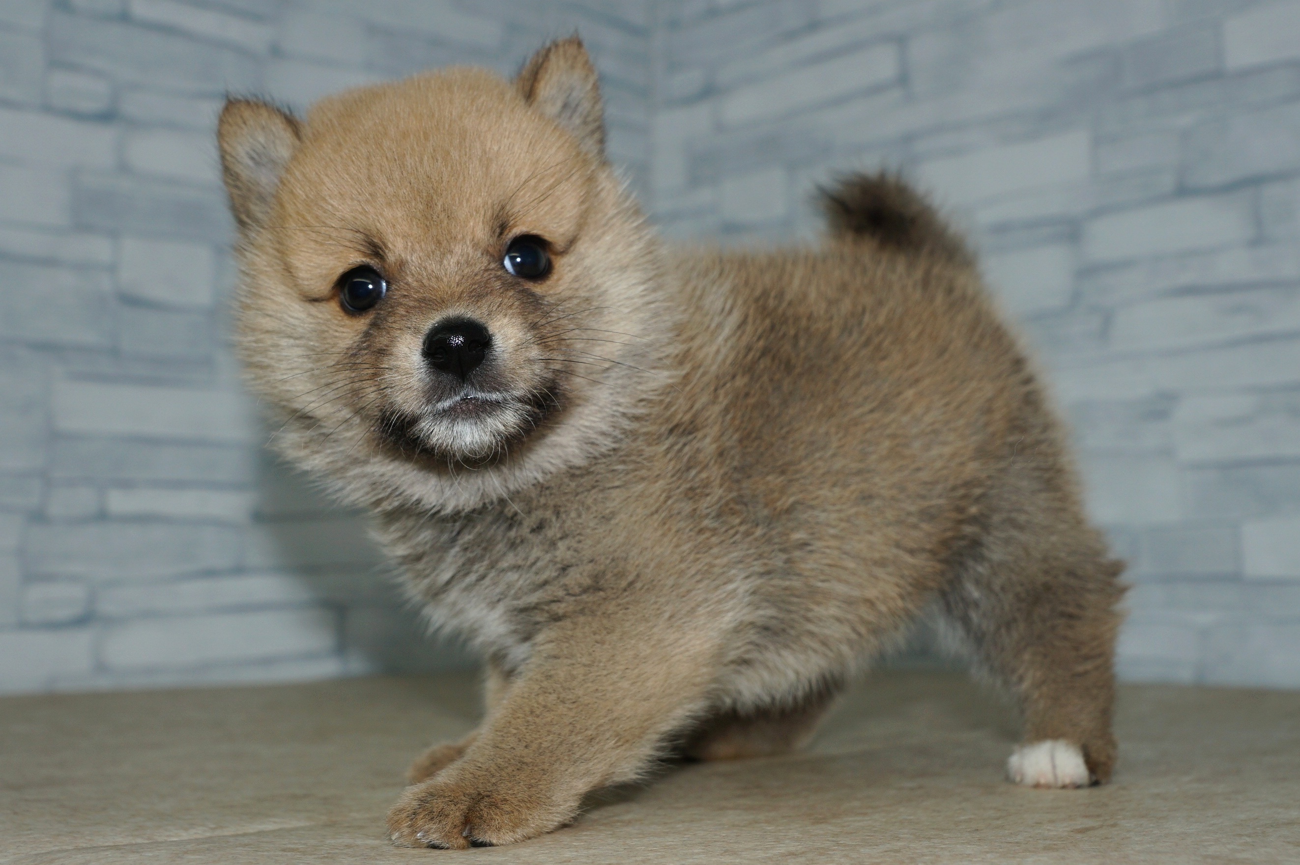 神奈川県のポメ柴/豆ポメ/ポメ豆柴(ポメラニアン×柴犬) (きくちペット湘南平塚店/2025年9月13日生まれ/女の子/赤)の子犬の2枚目の画像