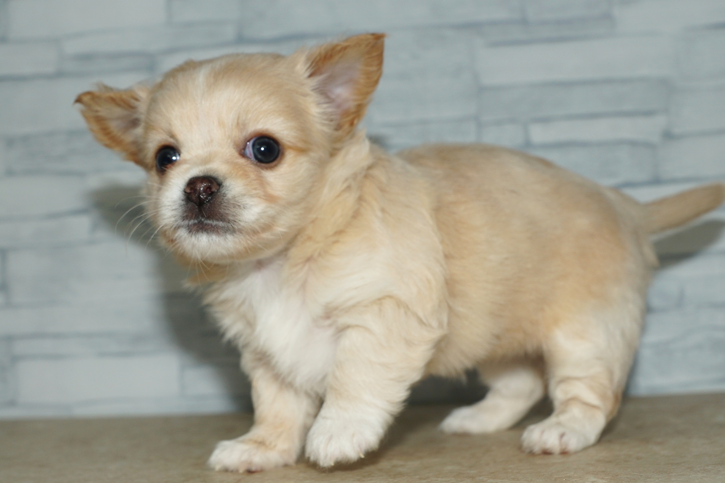 神奈川県のチワワ(ロング) (きくちペット湘南平塚店/2025年9月13日生まれ/女の子/クリームホワイト)の子犬の3枚目の画像