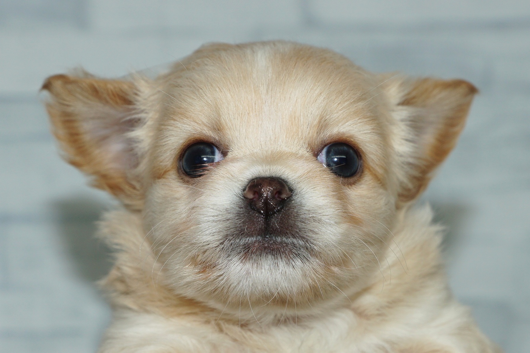 神奈川県のチワワ(ロング) (きくちペット湘南平塚店/2025年9月13日生まれ/女の子/クリームホワイト)の子犬の1枚目の画像