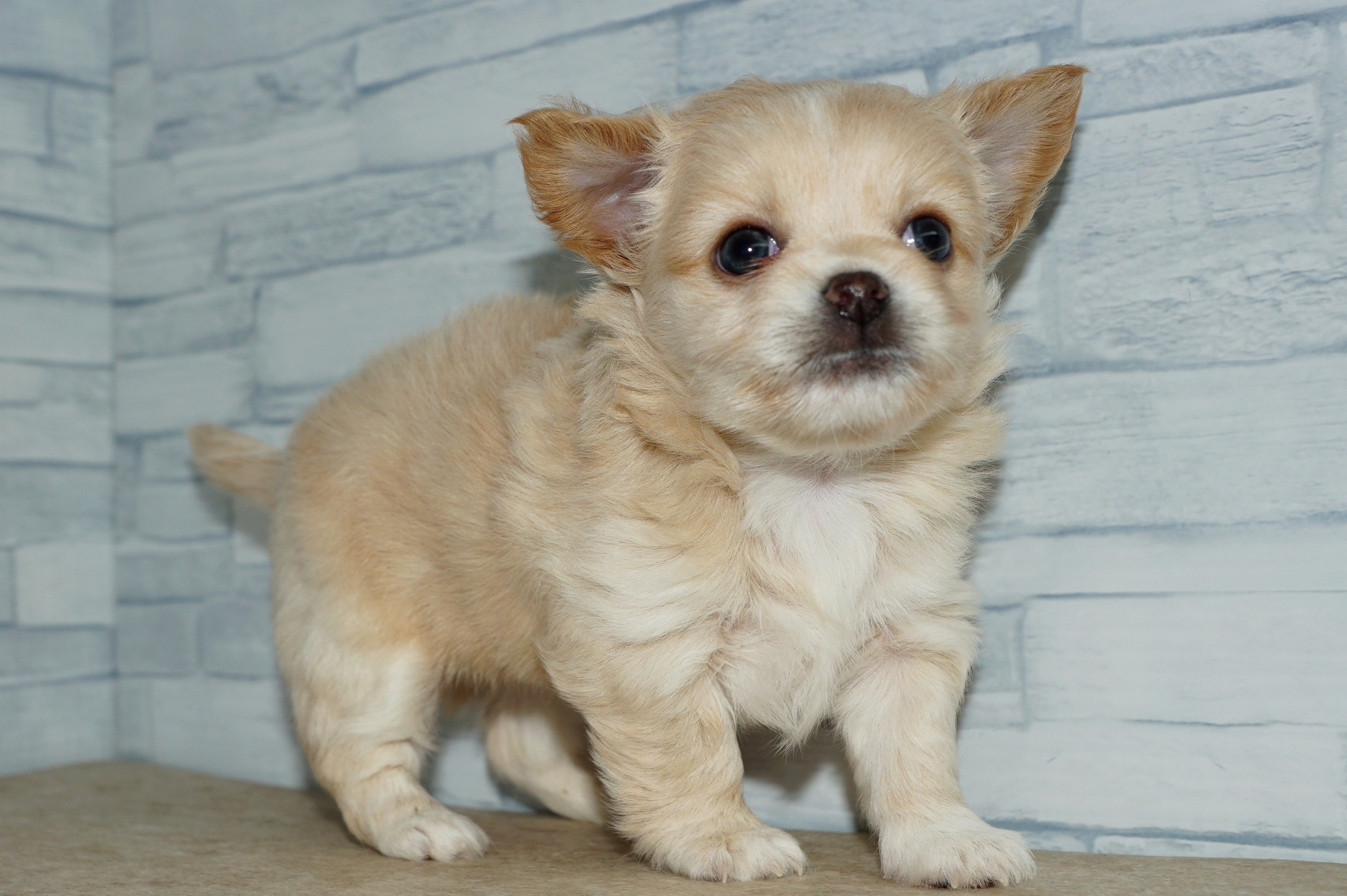 神奈川県のチワワ(ロング) (きくちペット湘南平塚店/2025年9月13日生まれ/女の子/クリームホワイト)の子犬の4枚目の画像