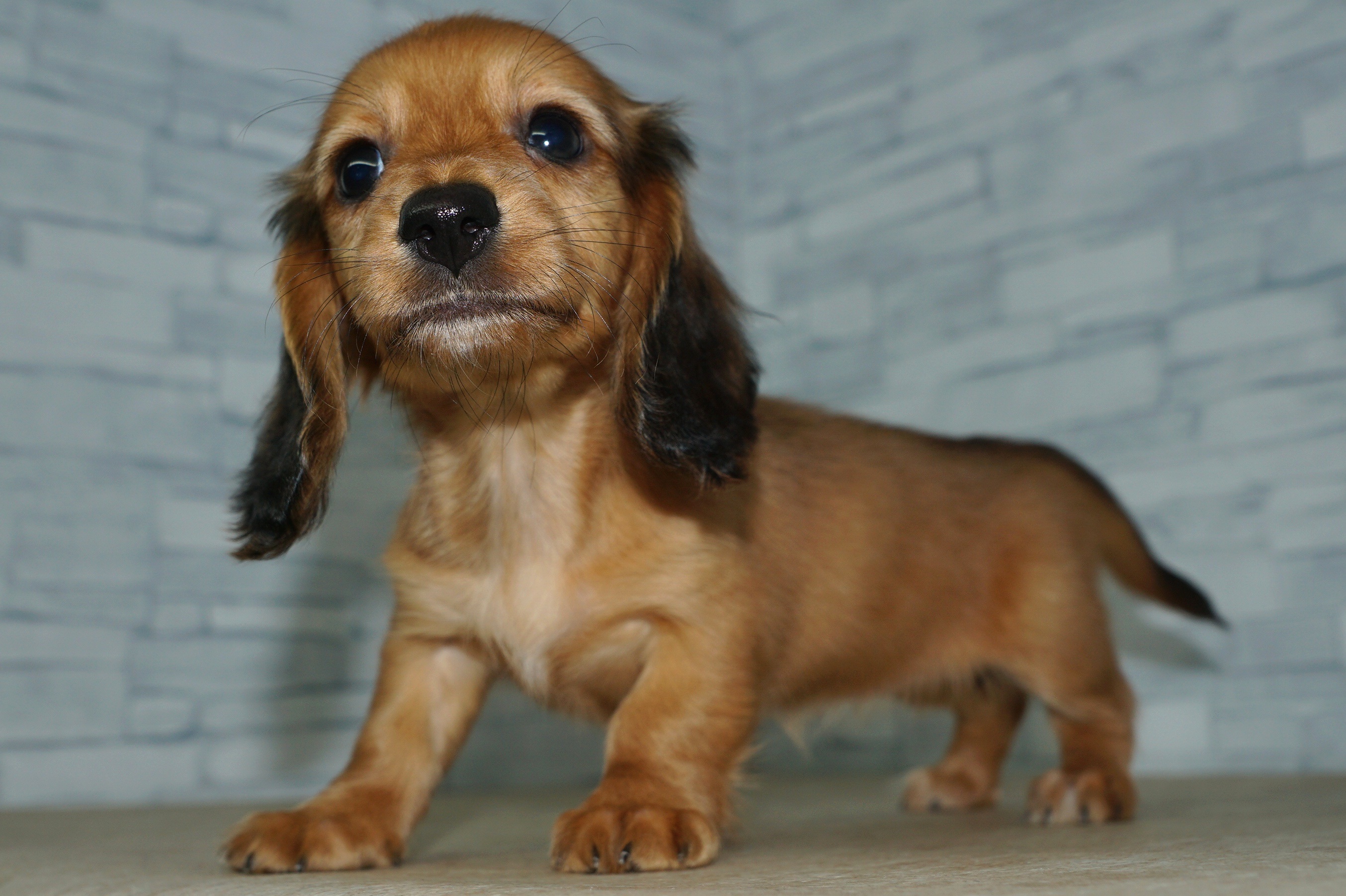 神奈川県のミニチュアダックスフンド(ロング) (きくちペット湘南平塚店/2025年9月11日生まれ/女の子/レッド)の子犬の2枚目の画像