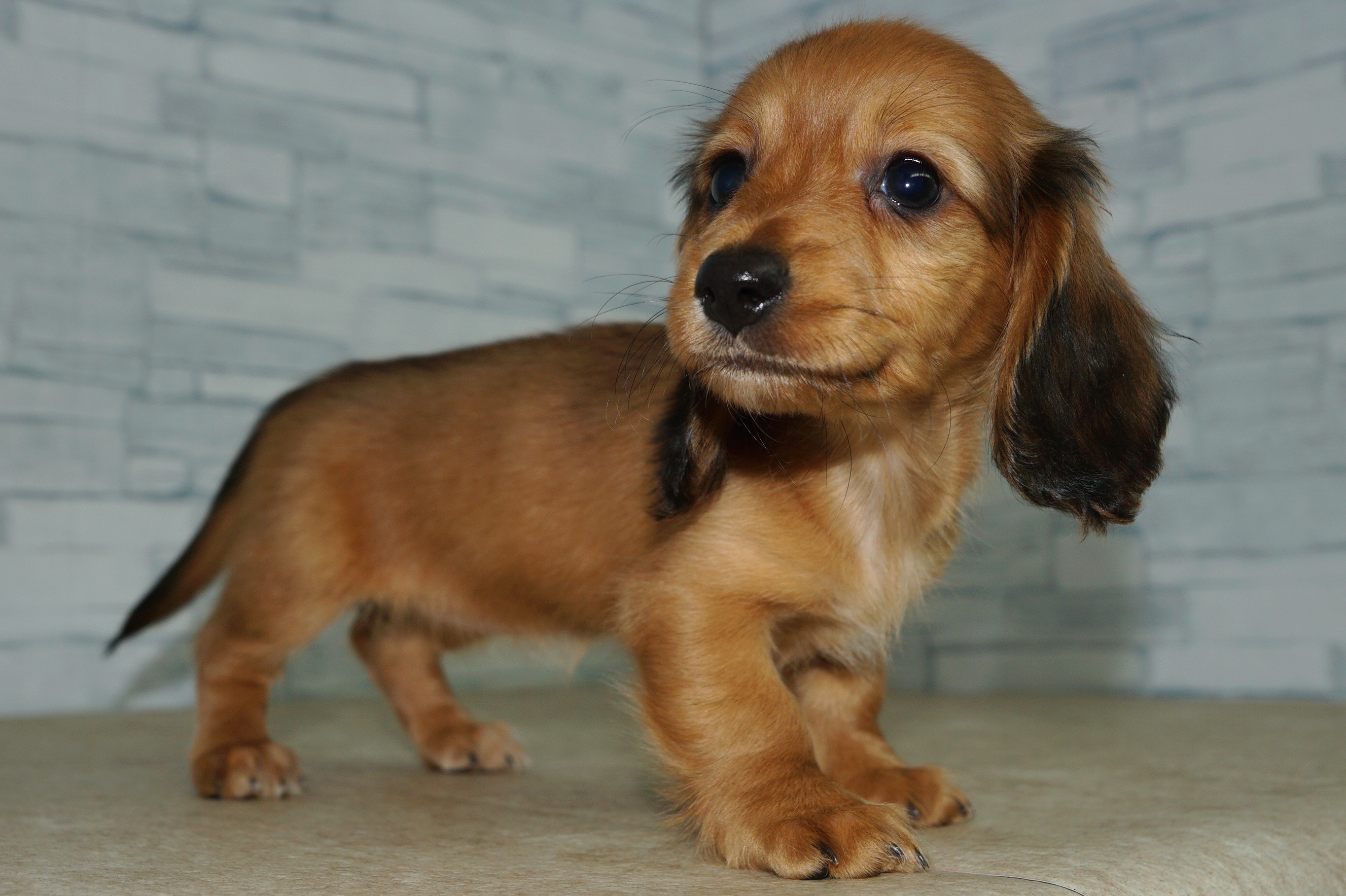 神奈川県のミニチュアダックスフンド(ロング) (きくちペット湘南平塚店/2025年9月11日生まれ/女の子/レッド)の子犬の3枚目の画像