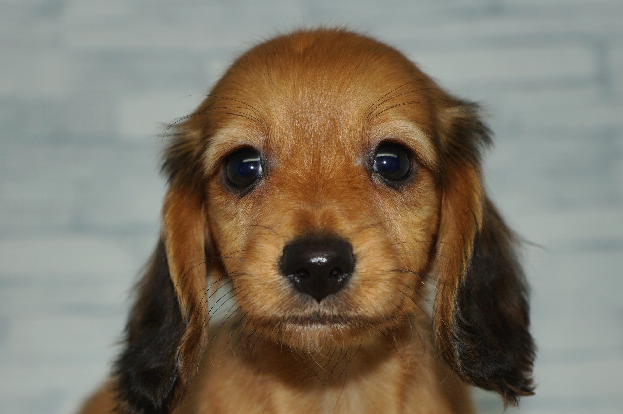 神奈川県のミニチュアダックスフンド(ロング) (きくちペット湘南平塚店/2025年9月11日生まれ/女の子/レッド)の子犬の1枚目の画像