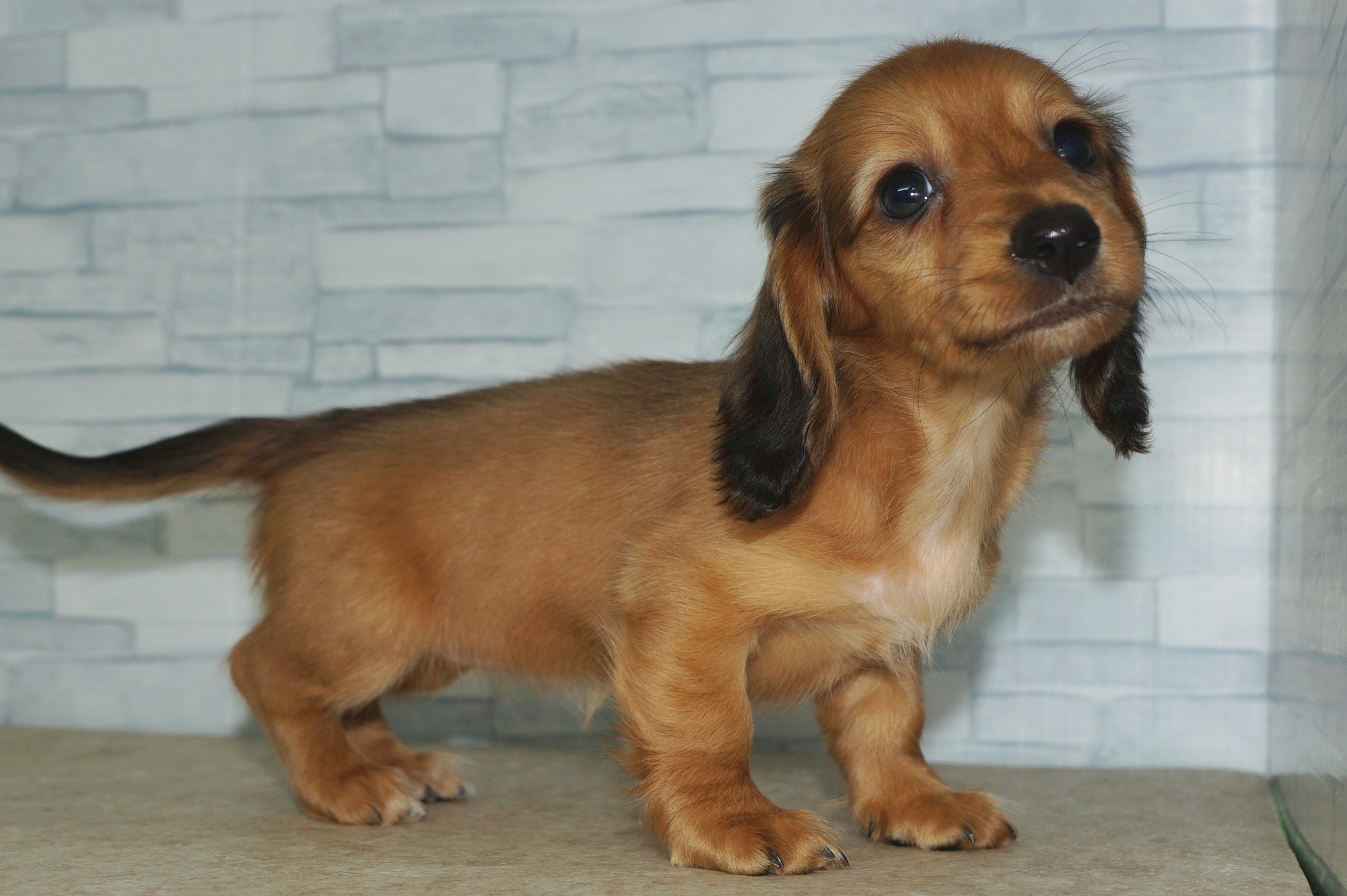 神奈川県のミニチュアダックスフンド(ロング) (きくちペット湘南平塚店/2025年9月11日生まれ/女の子/レッド)の子犬の4枚目の画像