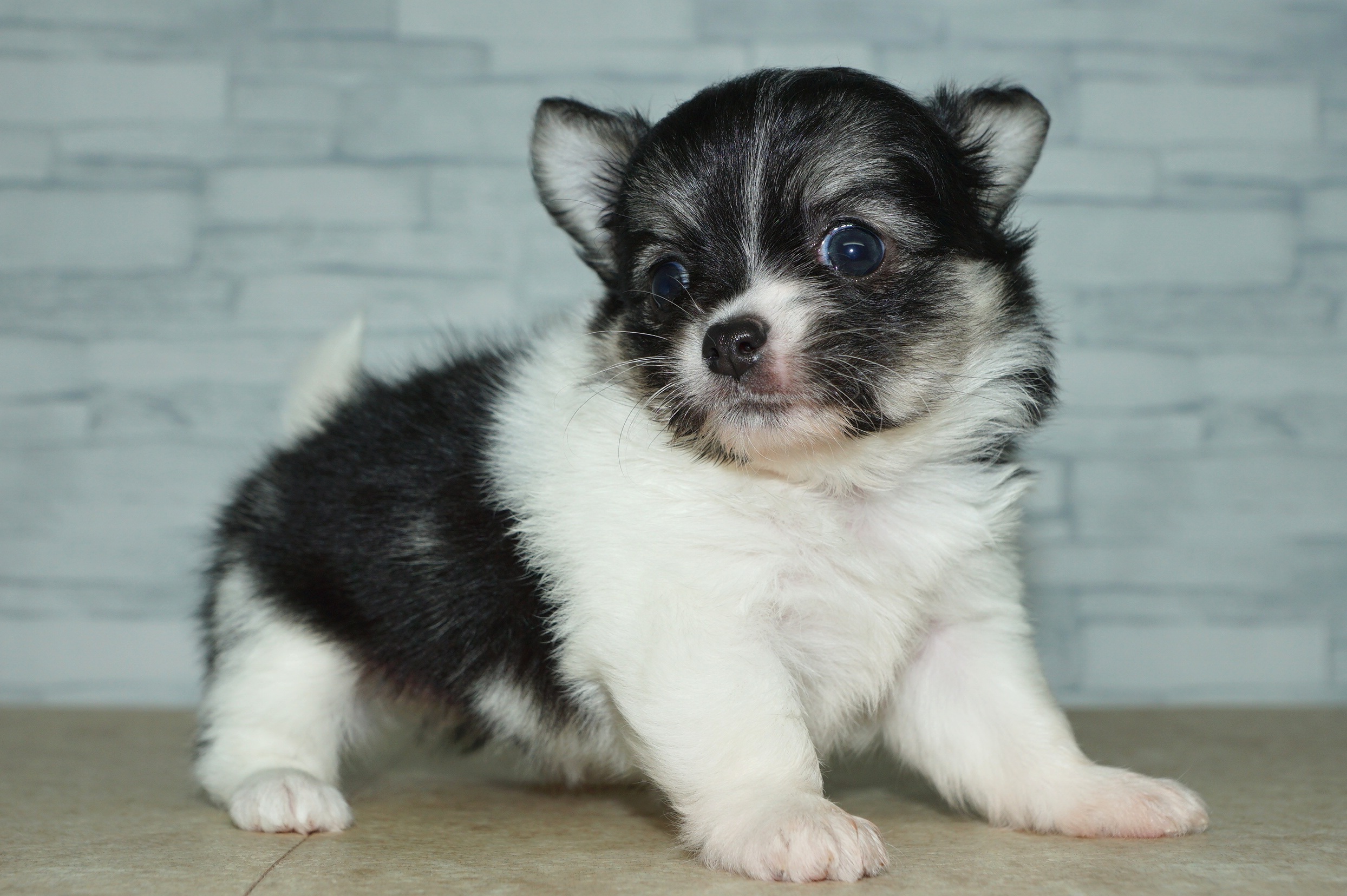 神奈川県のチワワ(ロング) (きくちペット湘南平塚店/2025年9月13日生まれ/女の子/パーティーカラー)の子犬の2枚目の画像