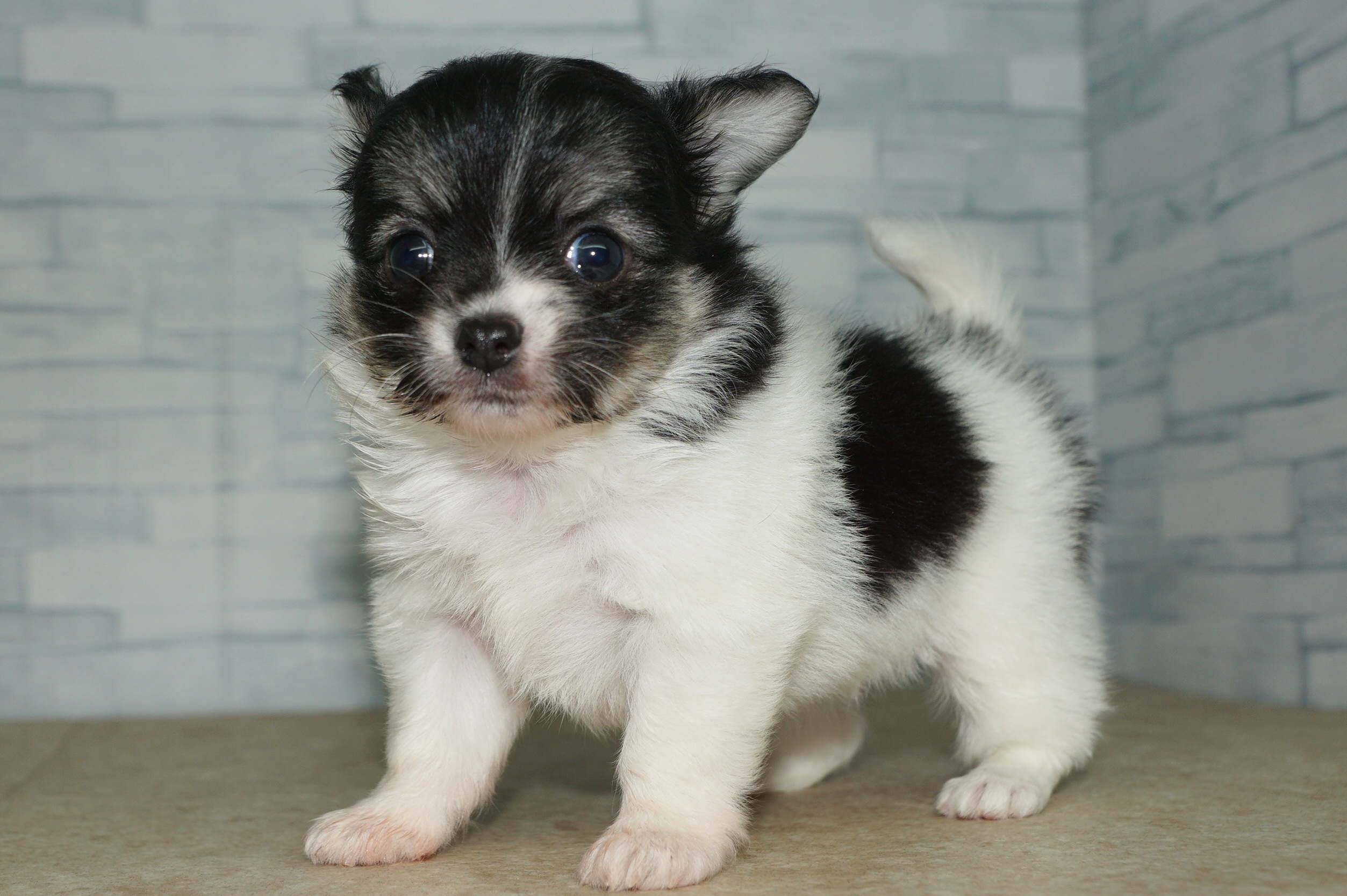 神奈川県のチワワ(ロング) (きくちペット湘南平塚店/2025年9月13日生まれ/女の子/パーティーカラー)の子犬の3枚目の画像